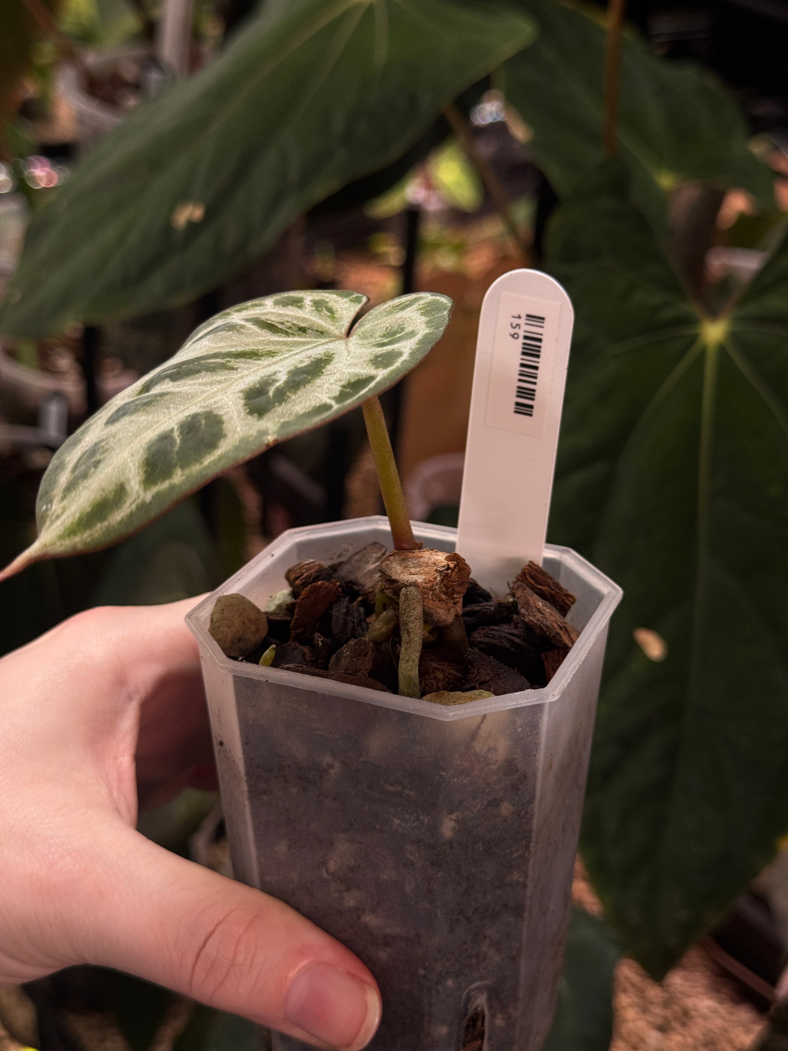 Anthurium Red Crystal Blush '2' x '1' - Clone - SMUKHI