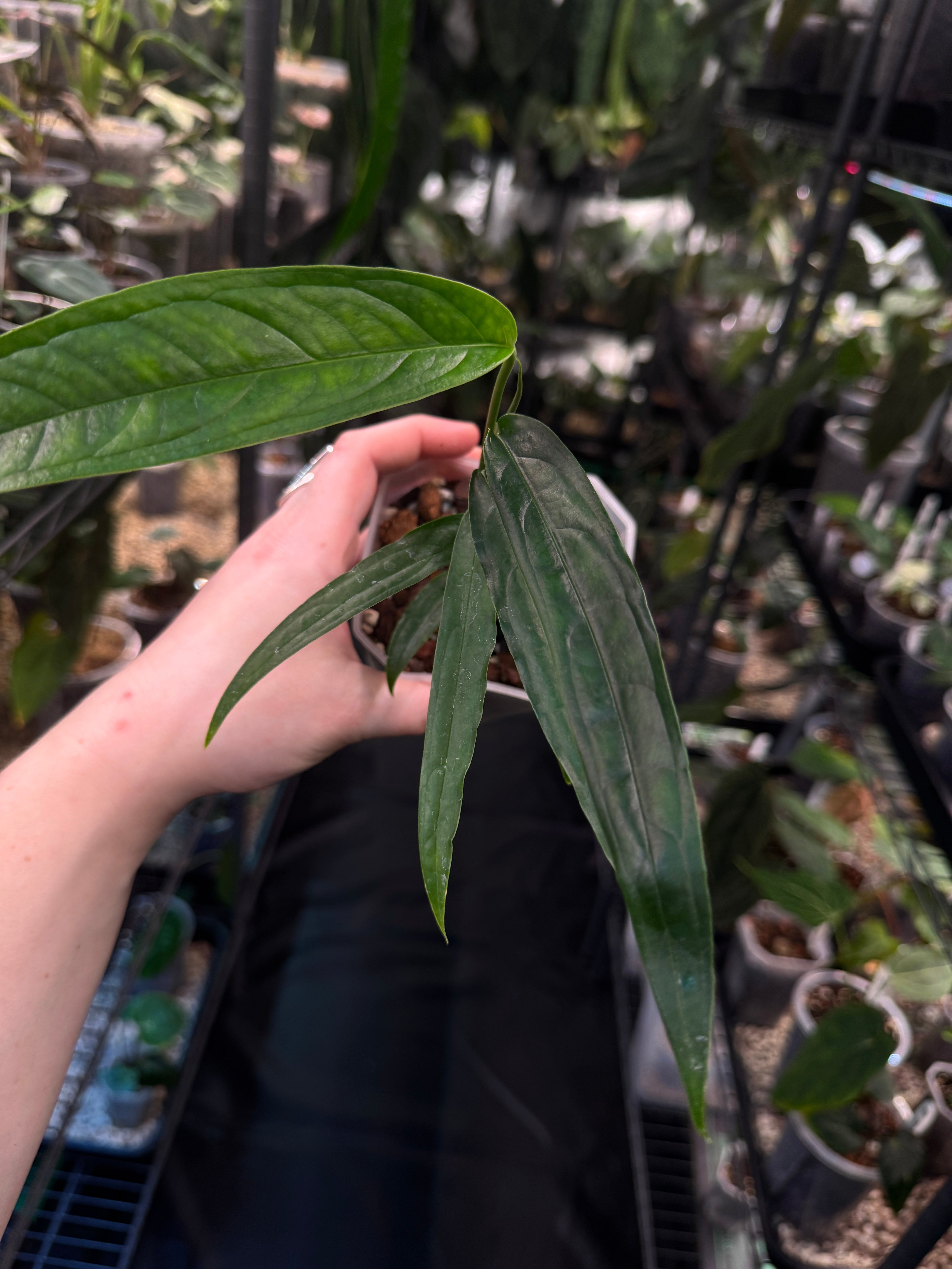 Monstera Obliqua Yasuni