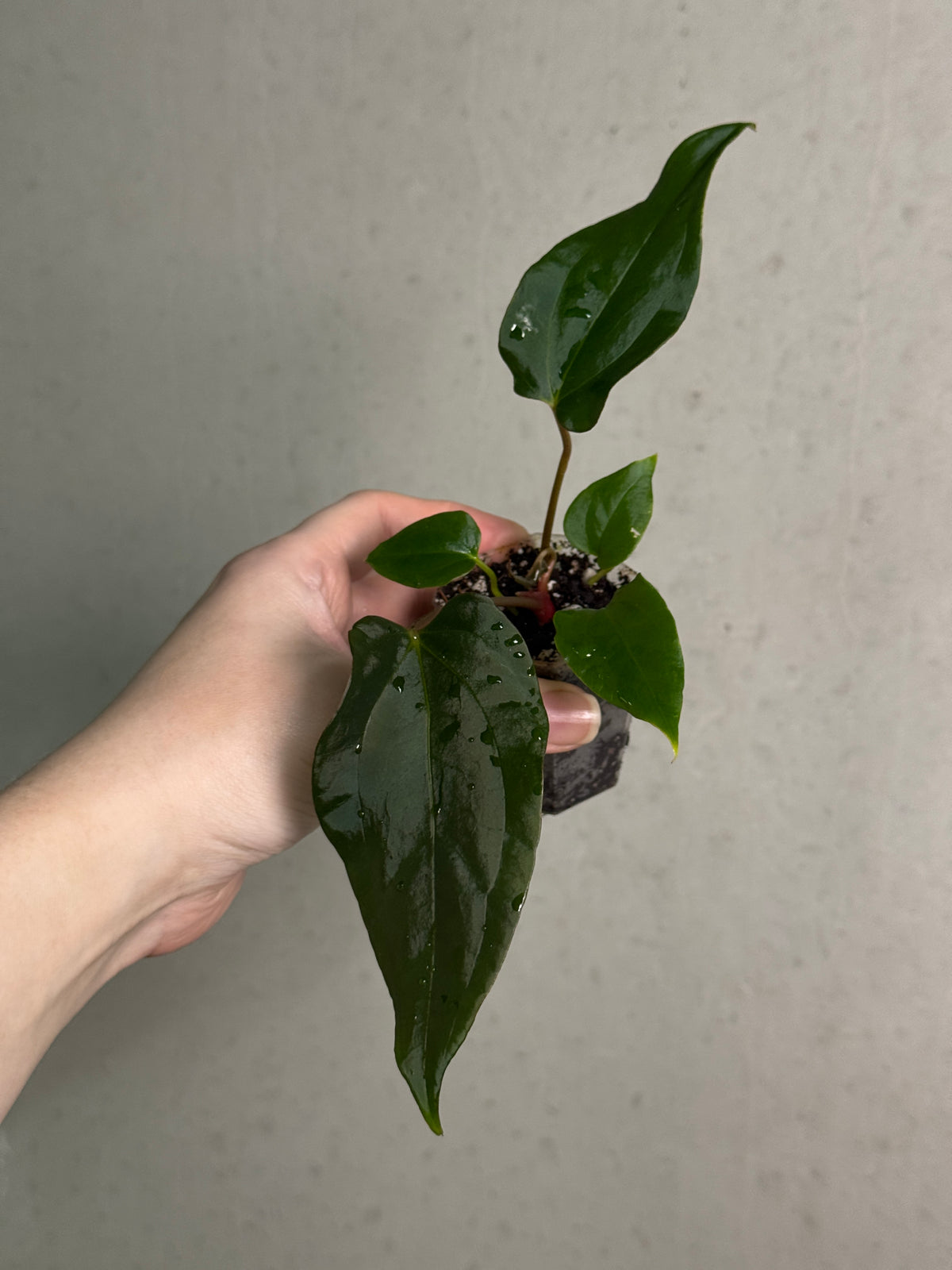 Anthurium Subsignatum Velvet x Ralph Lynam plant with lush green leaves and vibrant spathes, from Mathiux Aroid.
