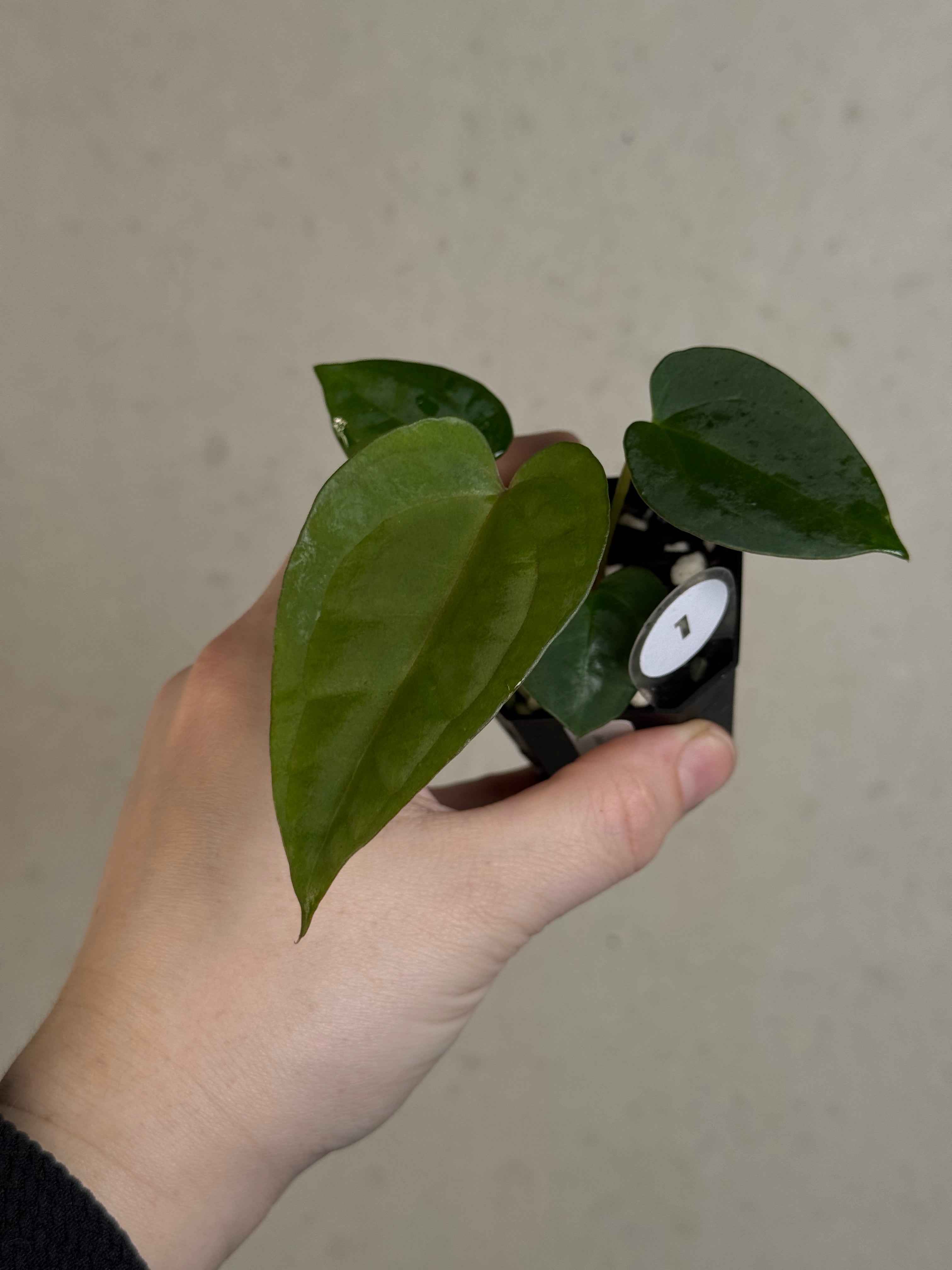Anthurium (Goliath x Dark Phoenix) x Michelle