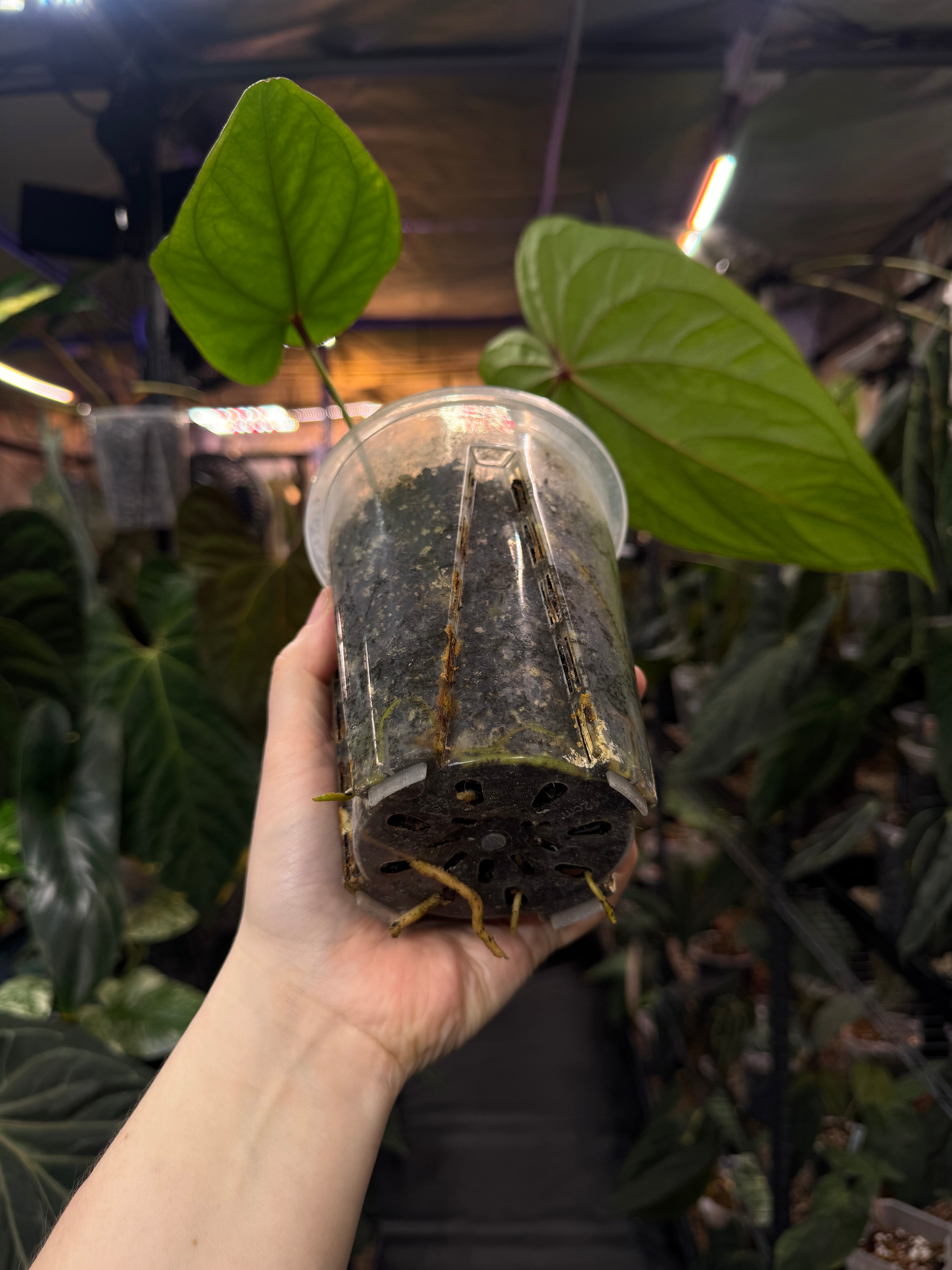 Anthurium Circus Peanuts