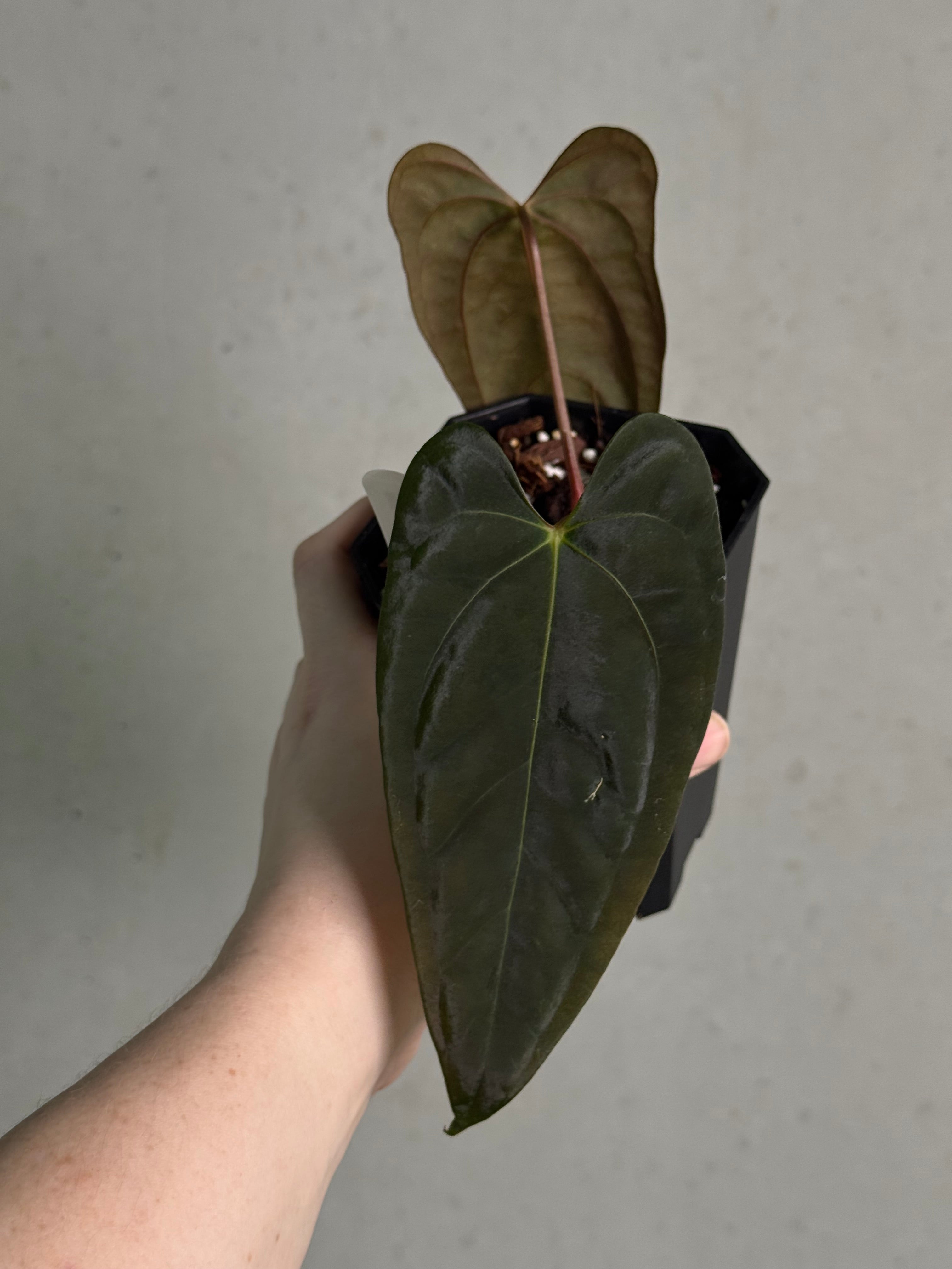 Anthurium Papillilaminum 'Marie' x FSxRL 'Grim Reaper' - Clone - SMUKHI