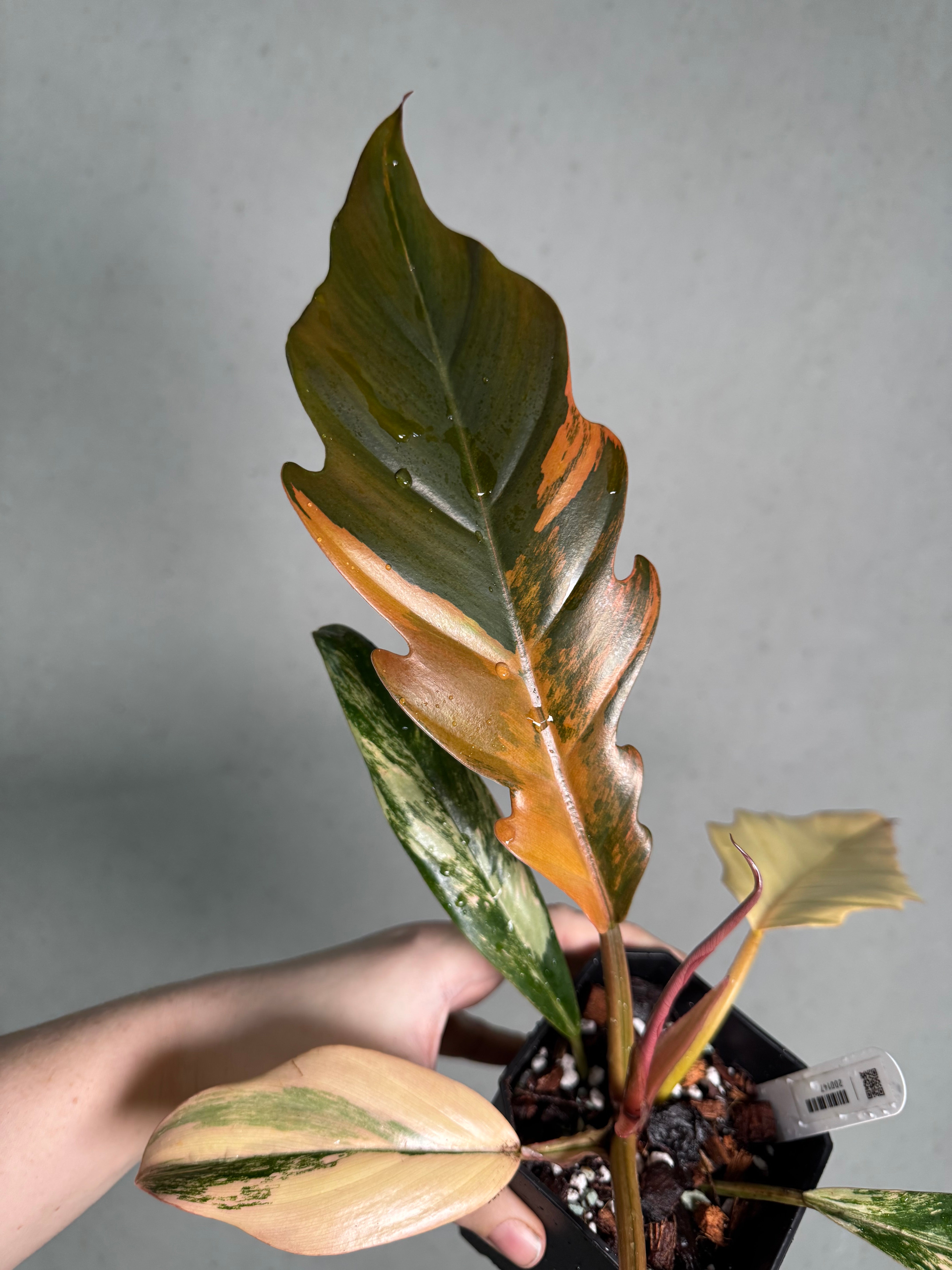 Philodendron Caramel Marble - SMUKHI