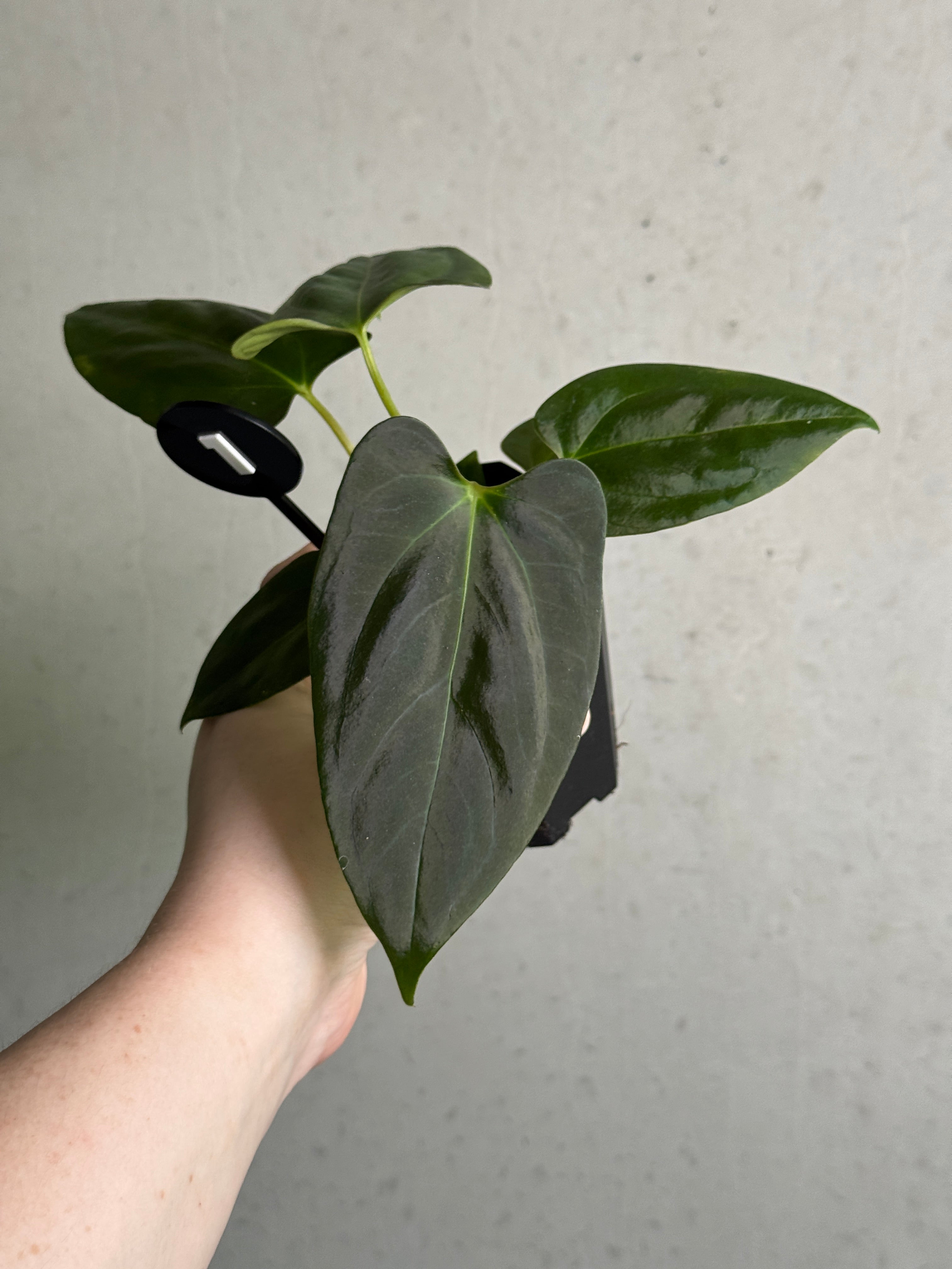Anthurium (Papillilaminum 'Marie' x 'IL') x Indo Portillae or self