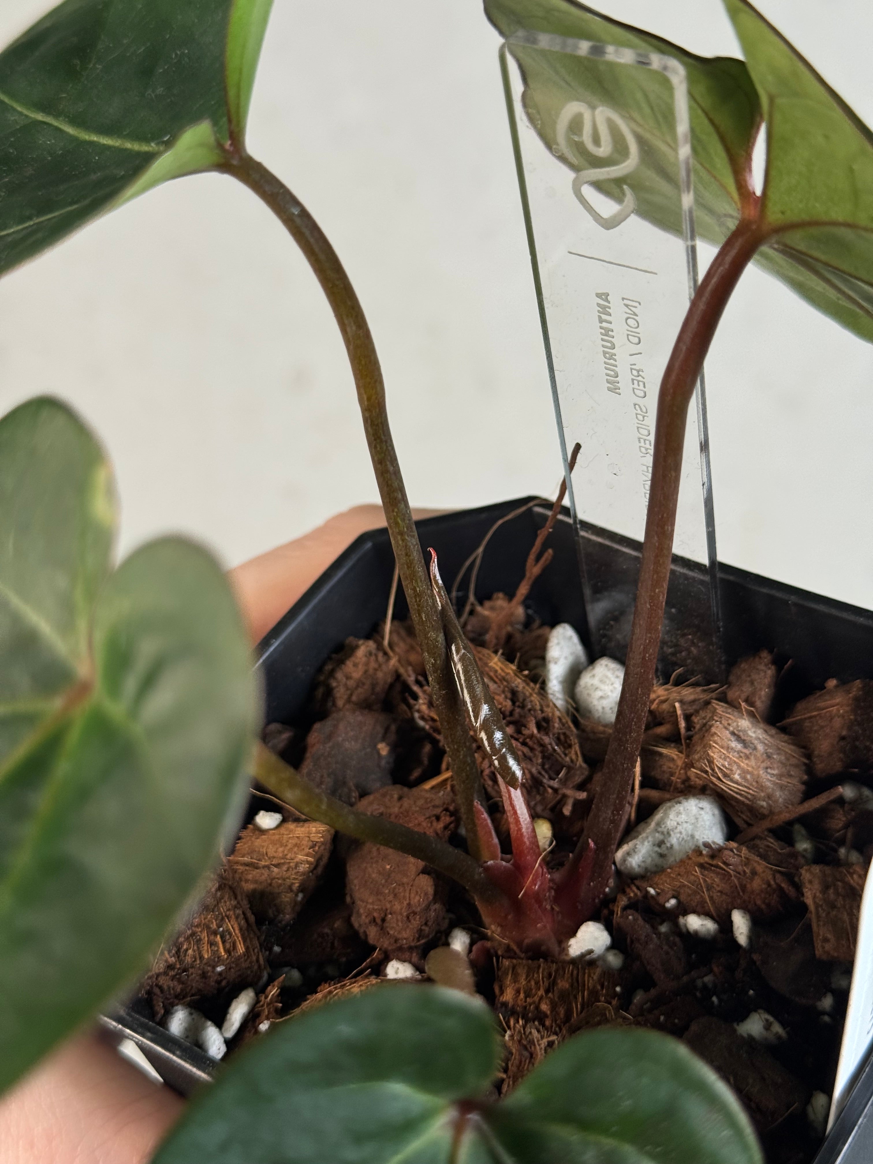 Anthurium noID / ‘Red Spider’ hybrid