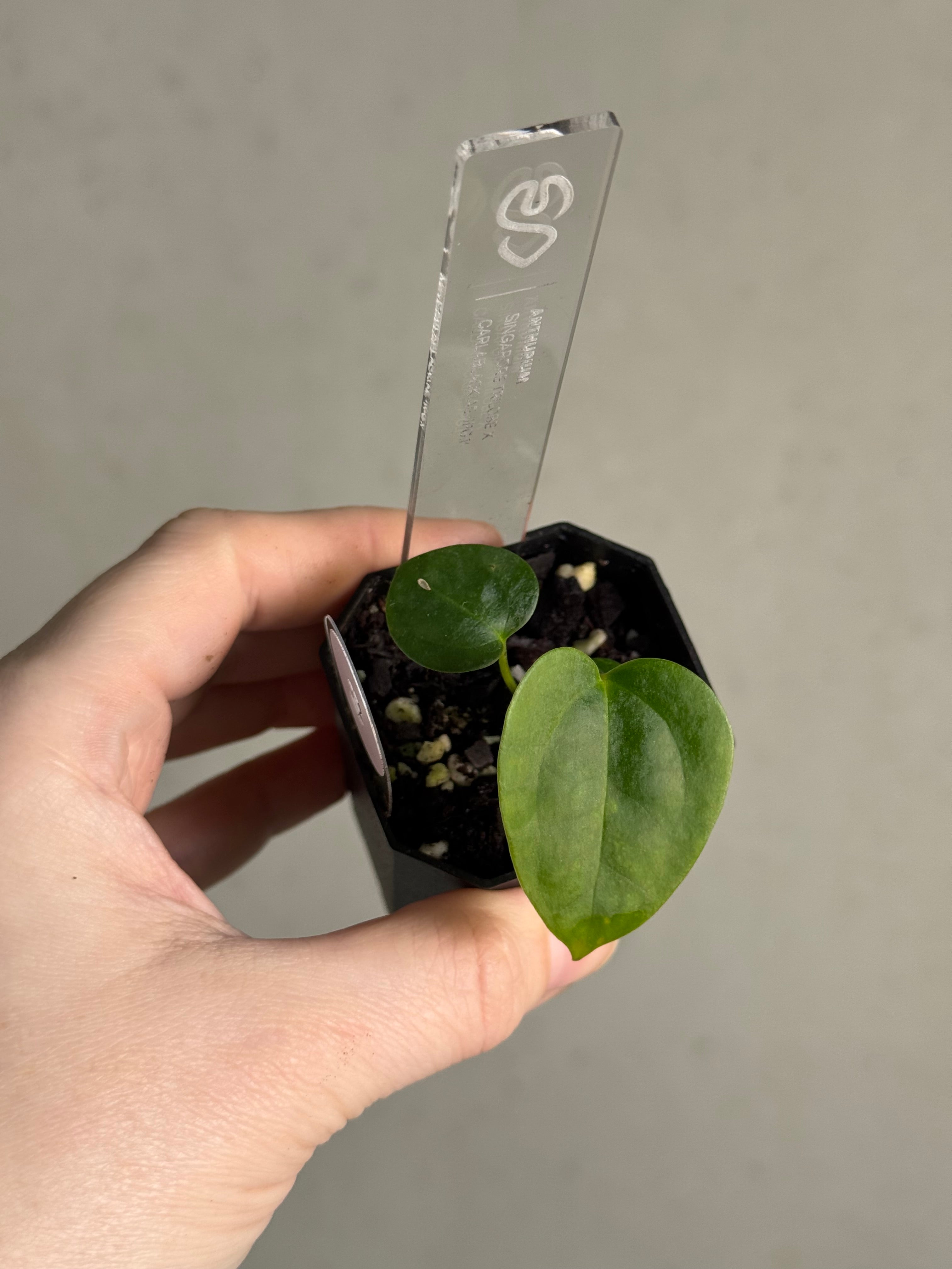 Anthurium Singapore Trilobe x Carlablackiae ‘JPG.1’ - SMUKHI