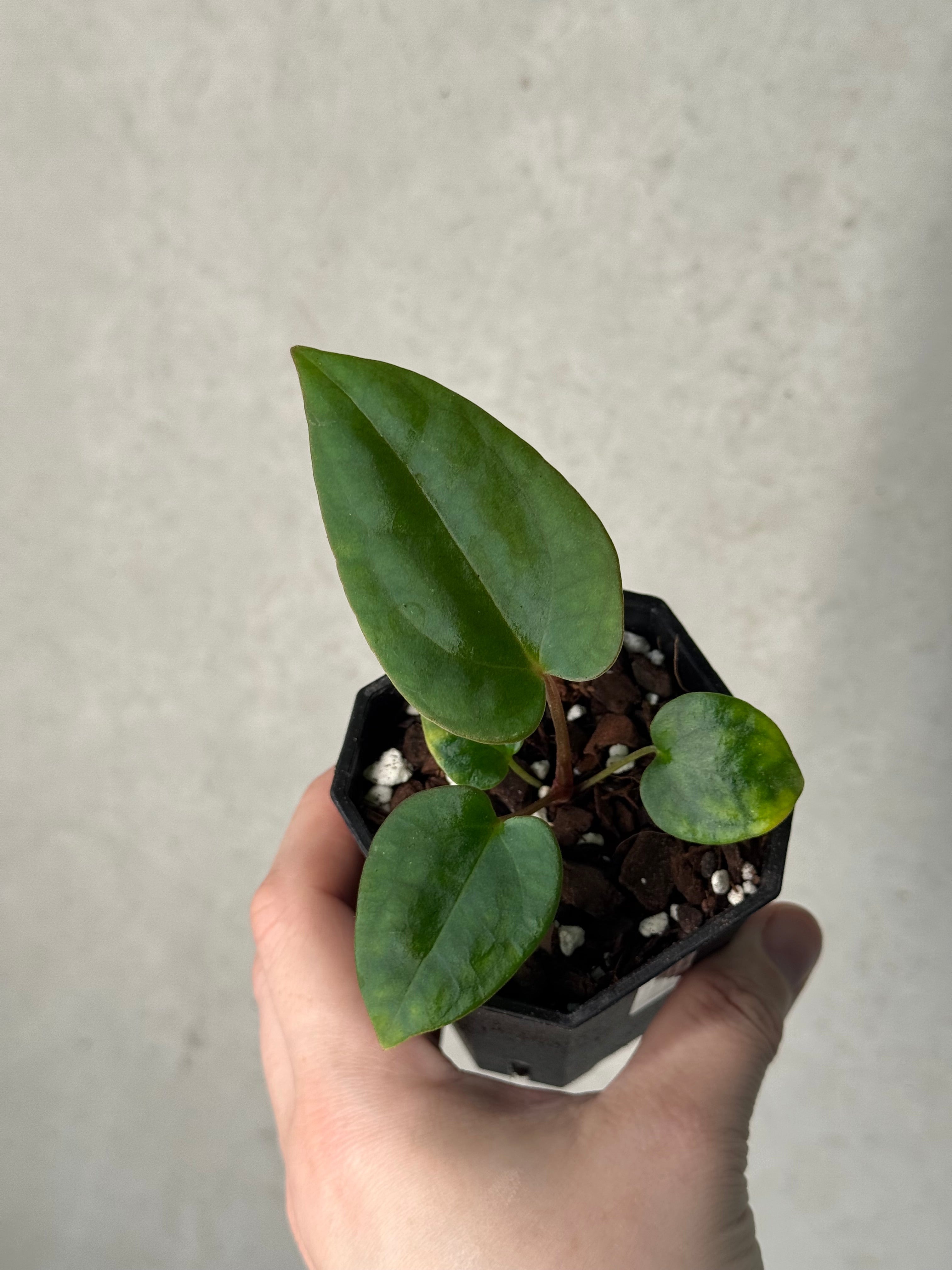 Anthurium (BVEP x Luxurians) x Carlablackiae ('Round' x GPH-001)