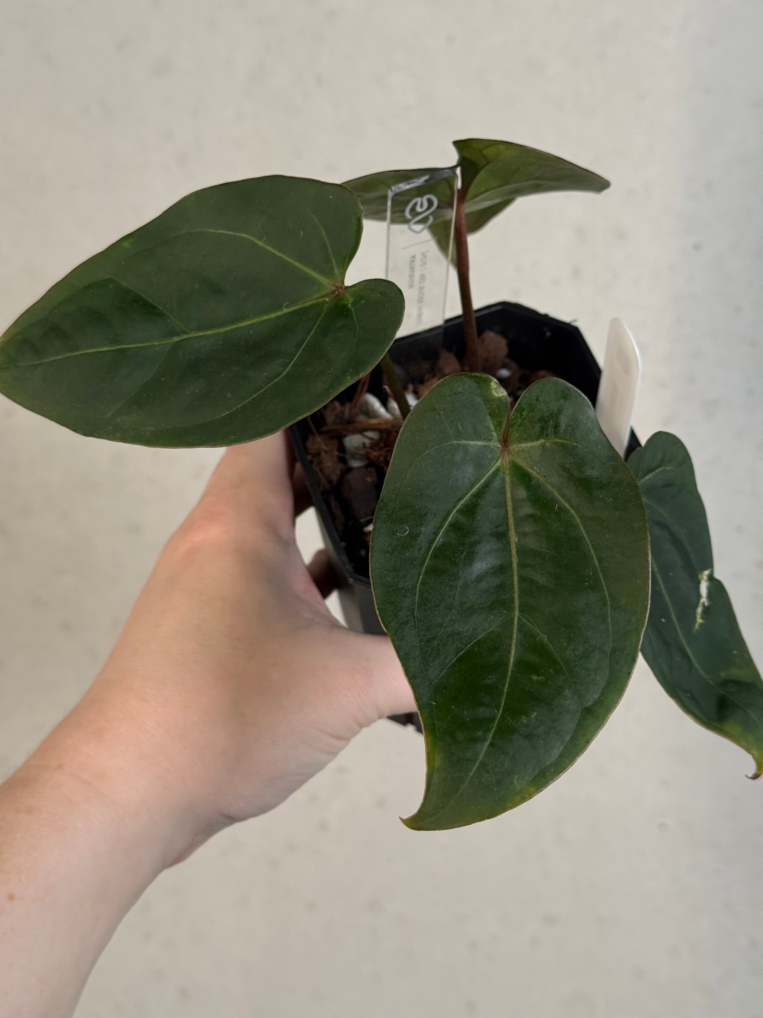 Anthurium noID / ‘Red Spider’ hybrid