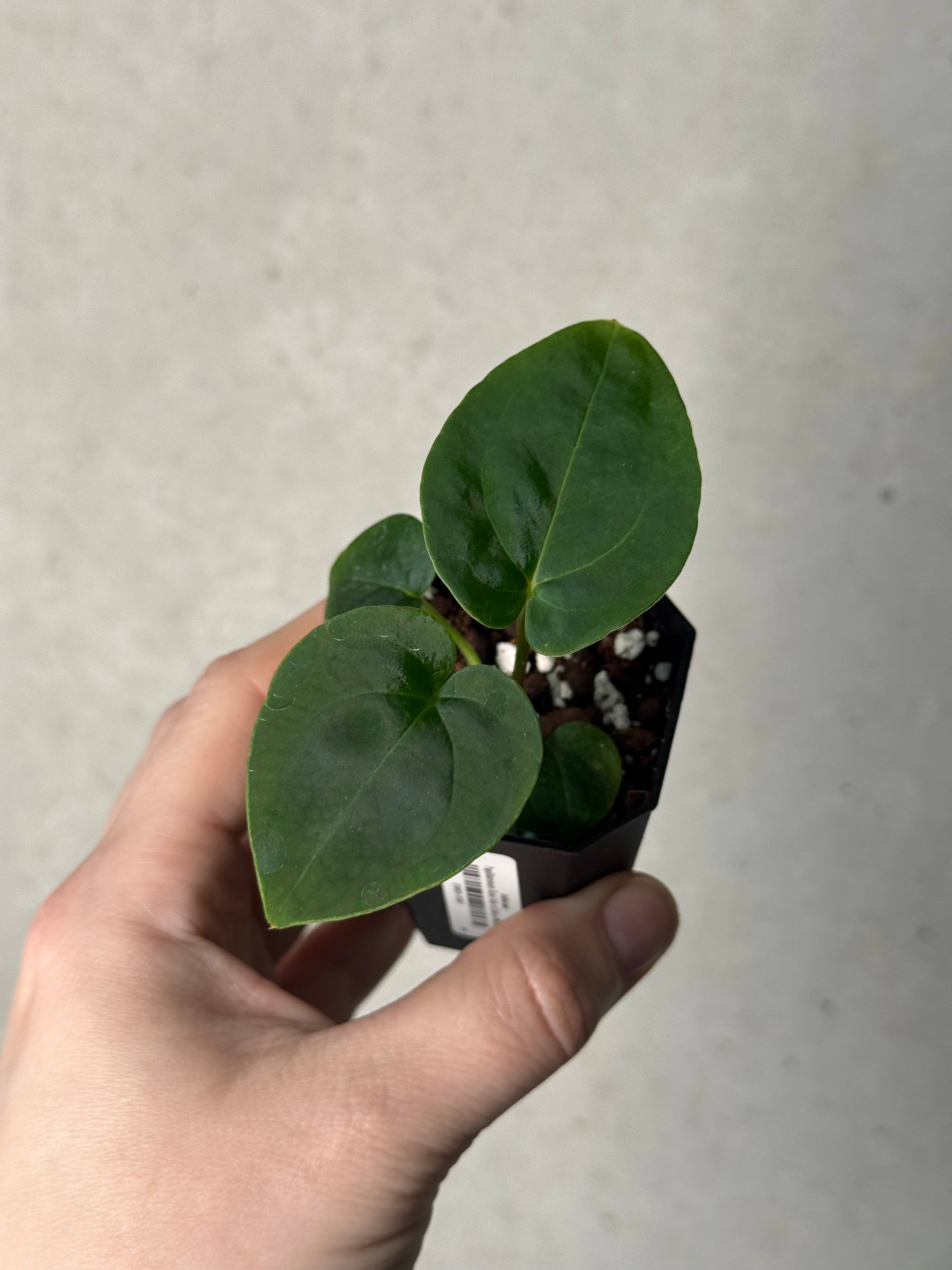 Papillilaminum GunaYala × Zara Michelle Anthurium Papillilaminum 'Guna Yala' x (Zara x Michelle