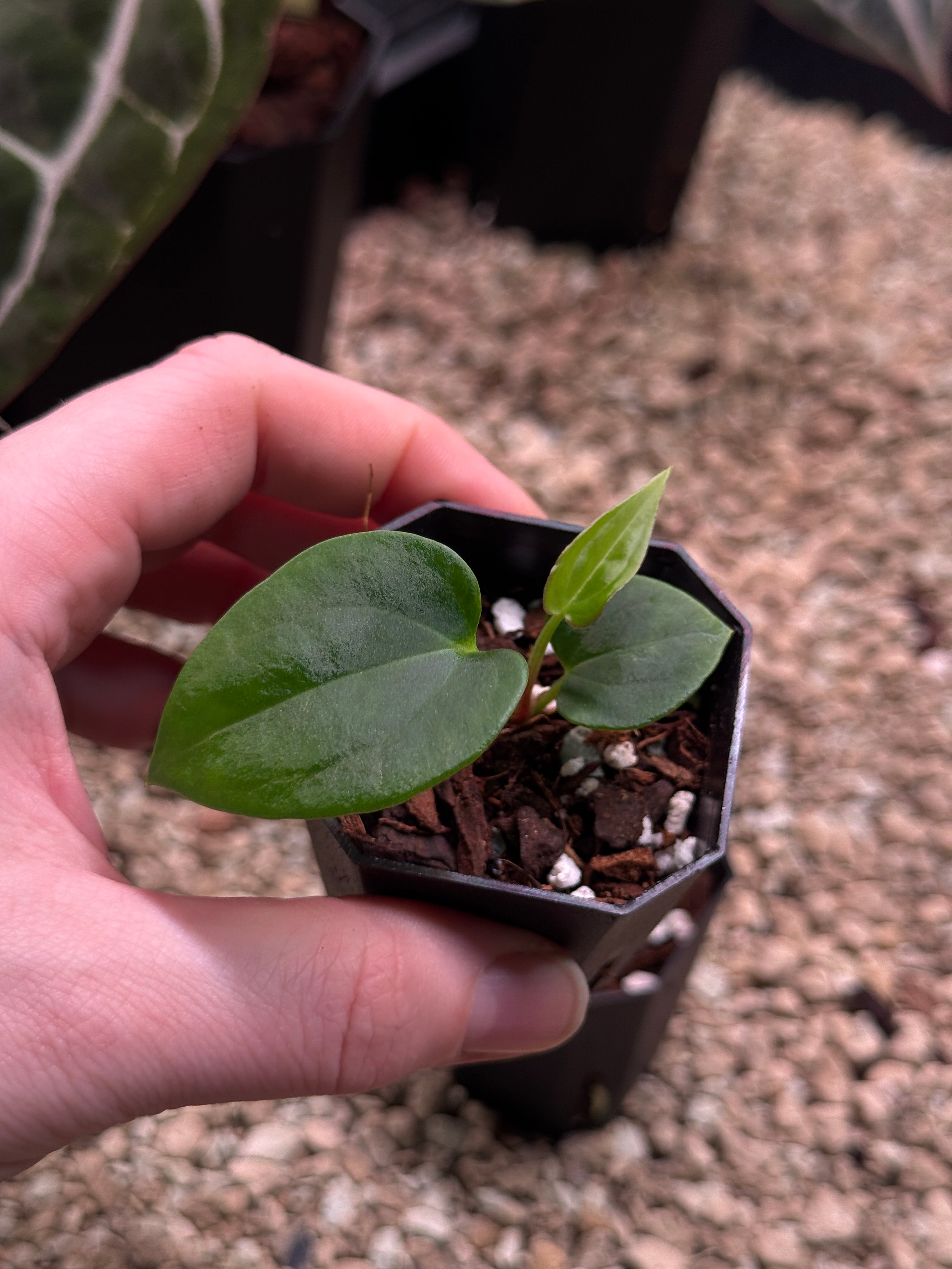 Anthurium Papillilaminum Ree Gardens x BVEP (‘Round’ x RA1)