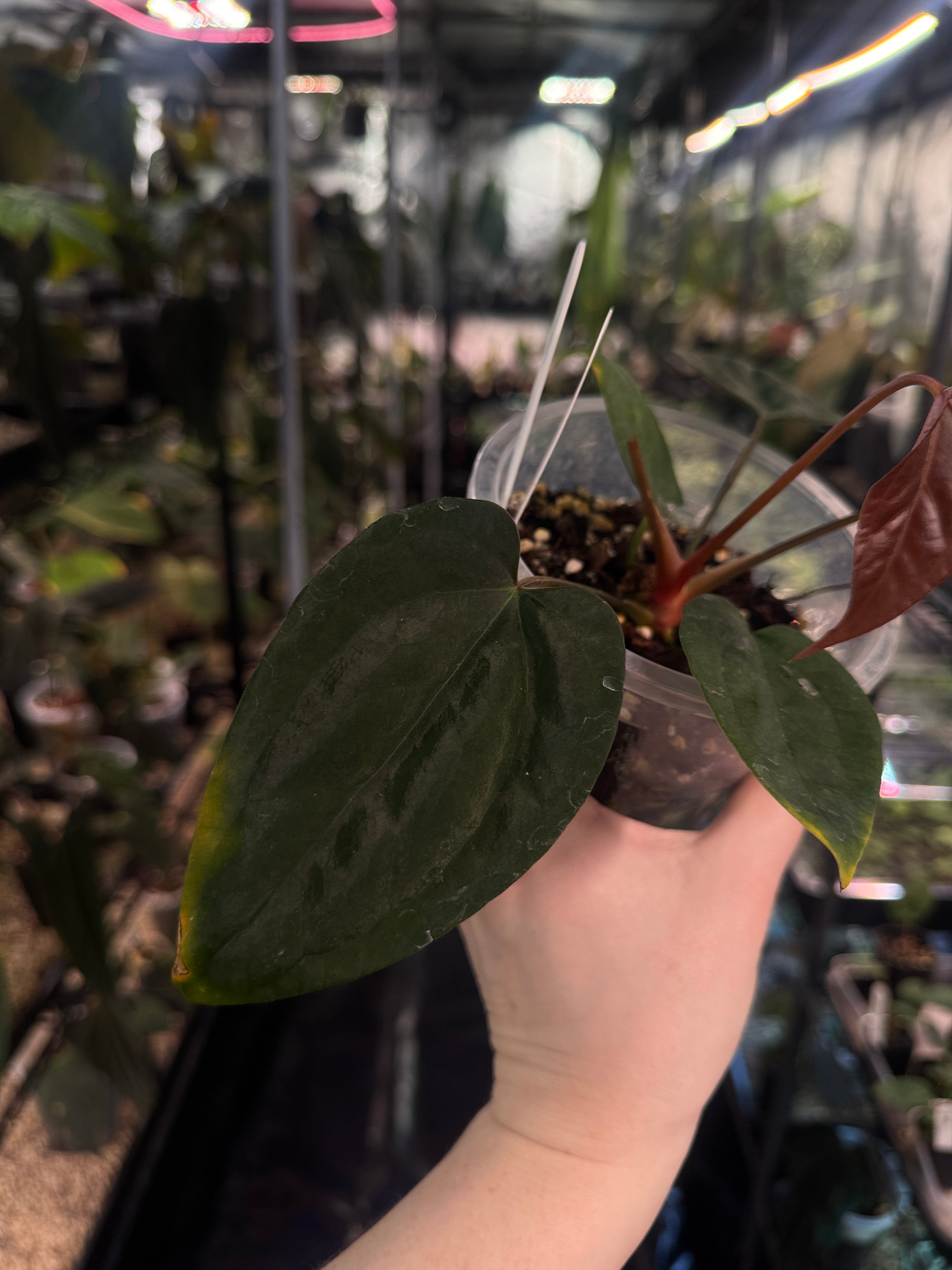 Anthurium Ace of Spades Dark Form x Portillae ‘Dorito’