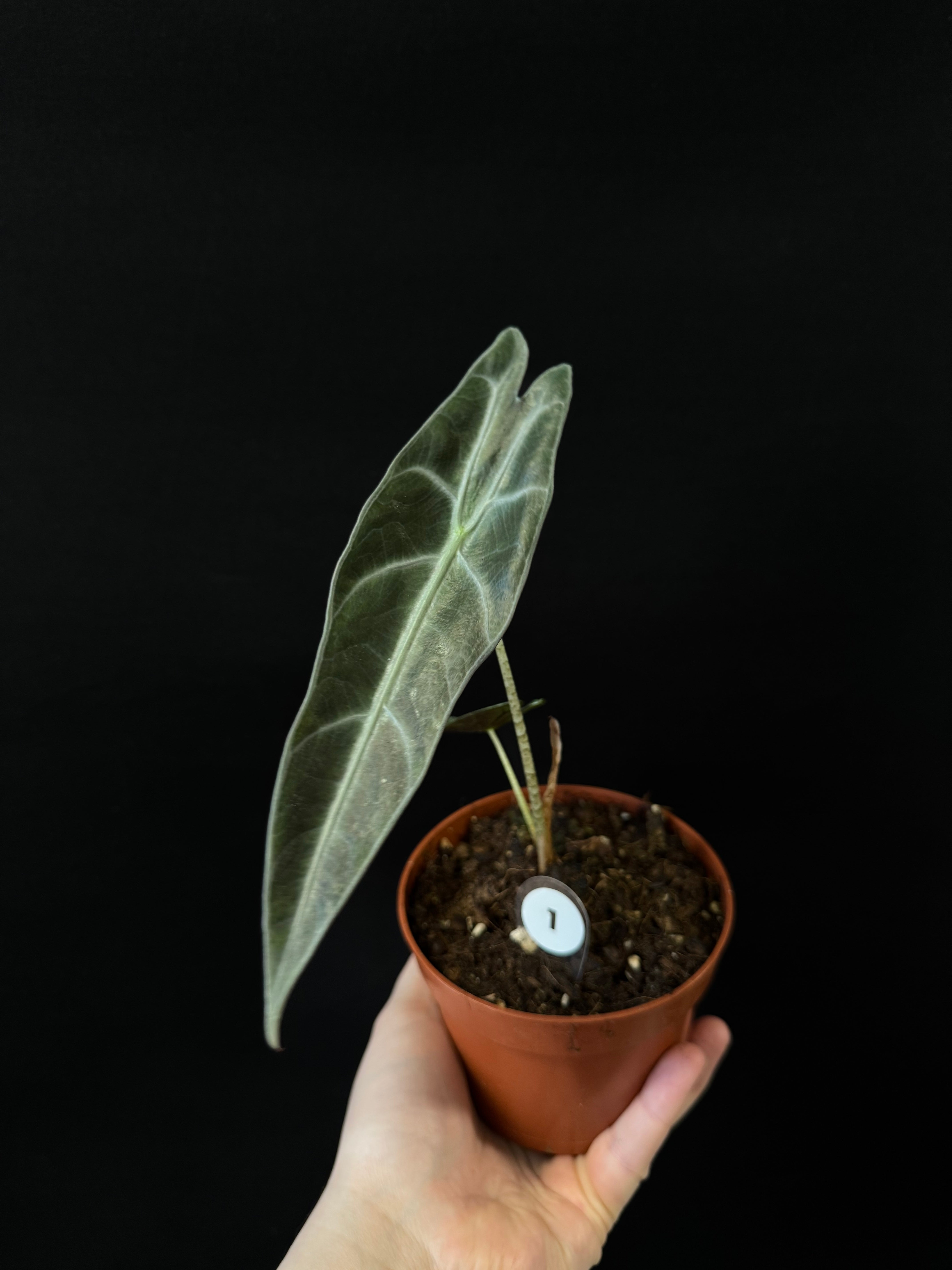 Alocasia Longiloba Purple