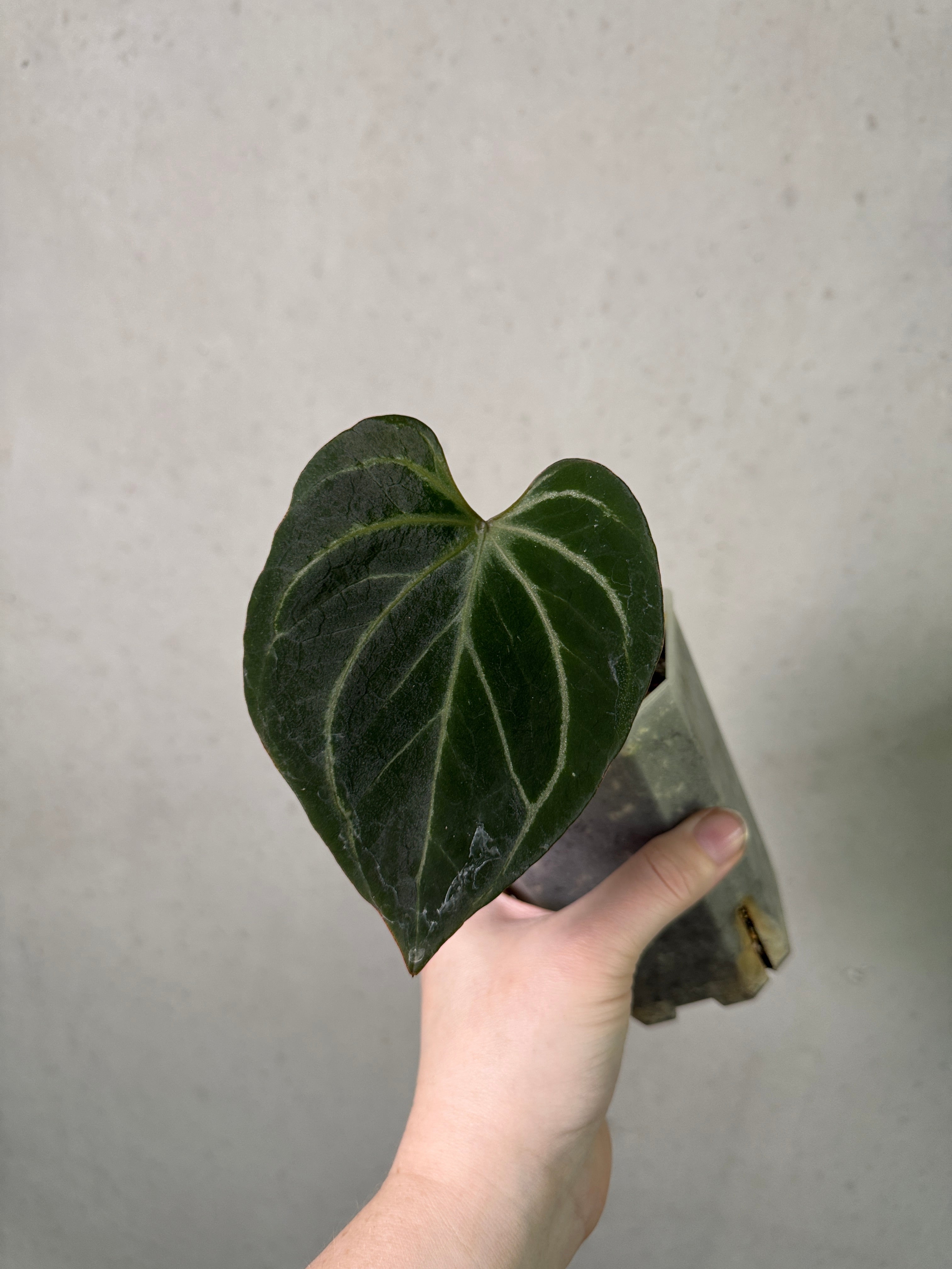 Anthurium HU Clone plant by SMUKHI with lush green leaves and vibrant red spathes, displayed in a decorative pot.