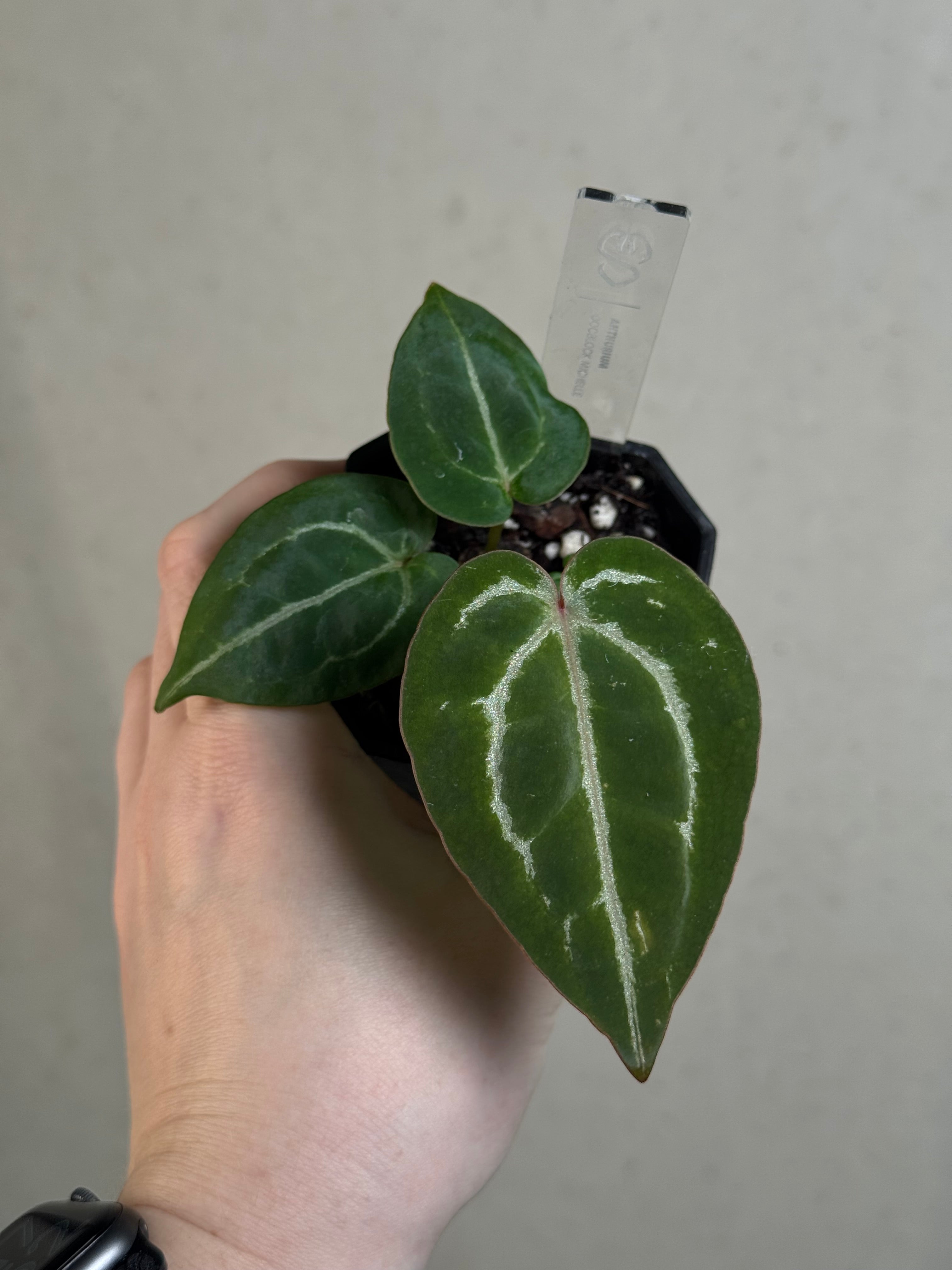 Anthurium DocBlock Michelle - Clone
