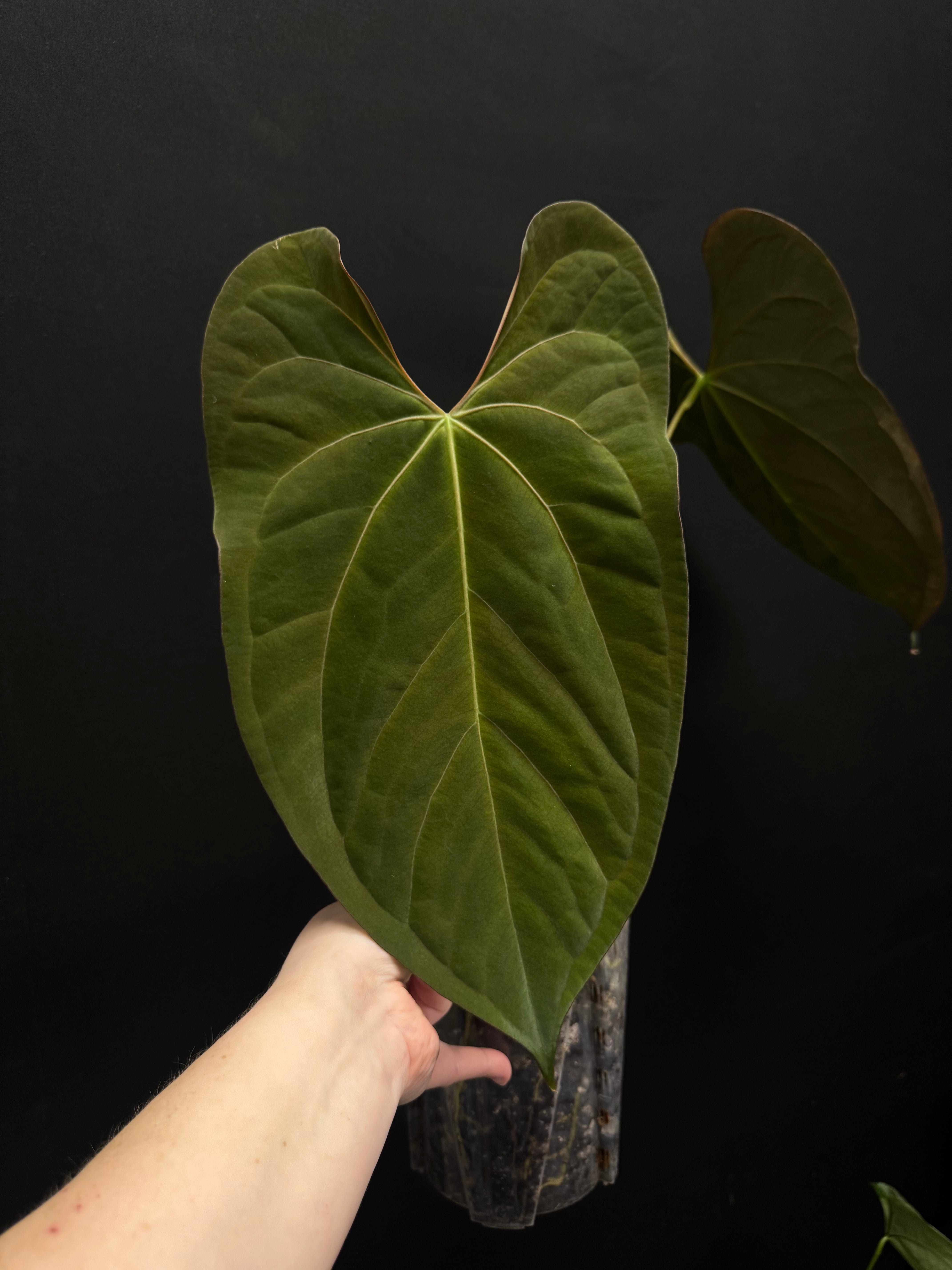 Anthurium Ace of Spades Dark Form x Papillilaminum 'Incurved lobes'