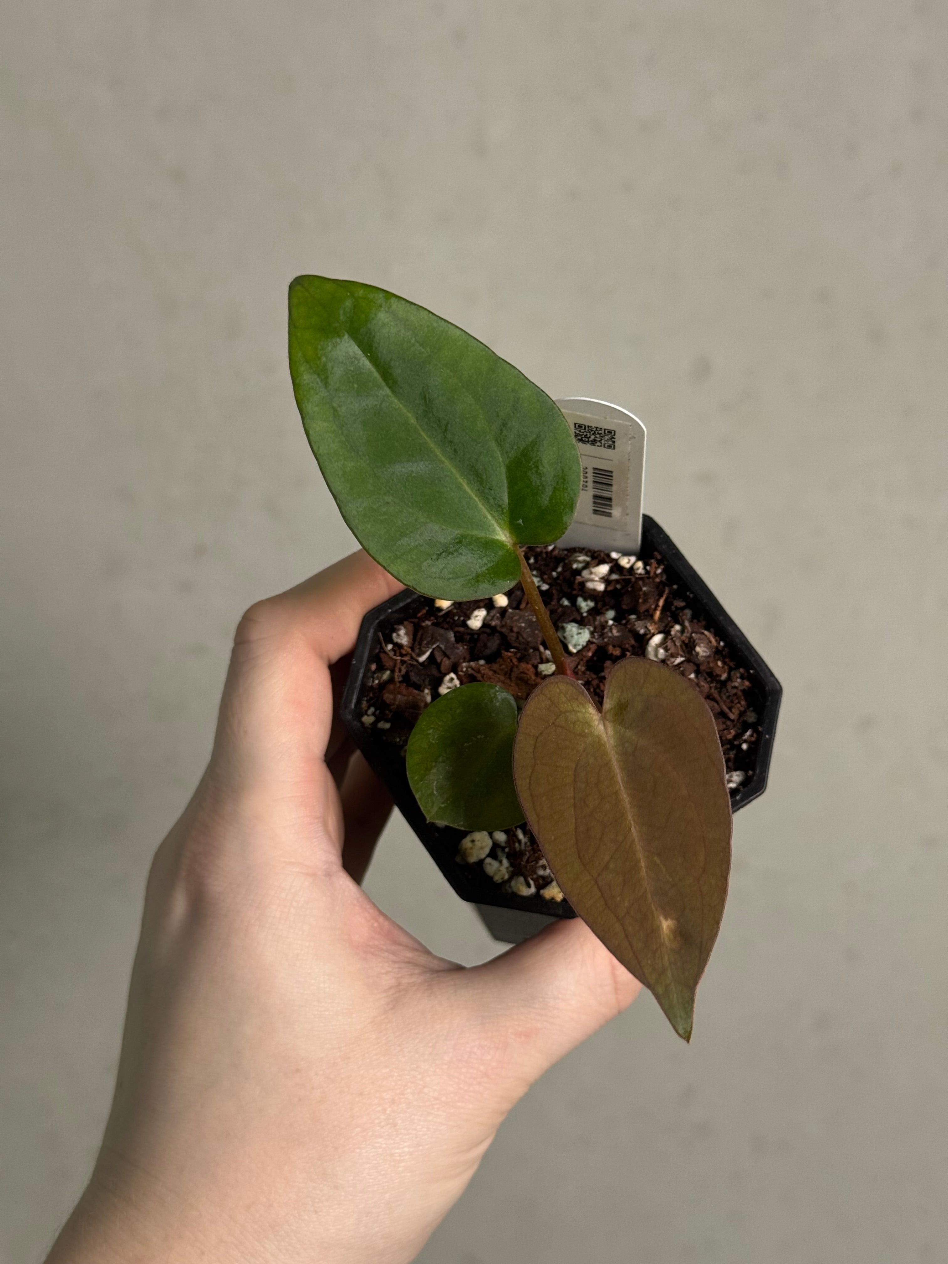 Anthurium (Dressleri F2 x Carlablackiae 'Amanda') x Carlablackiae ('Round' x GPH-001) - SMUKHI