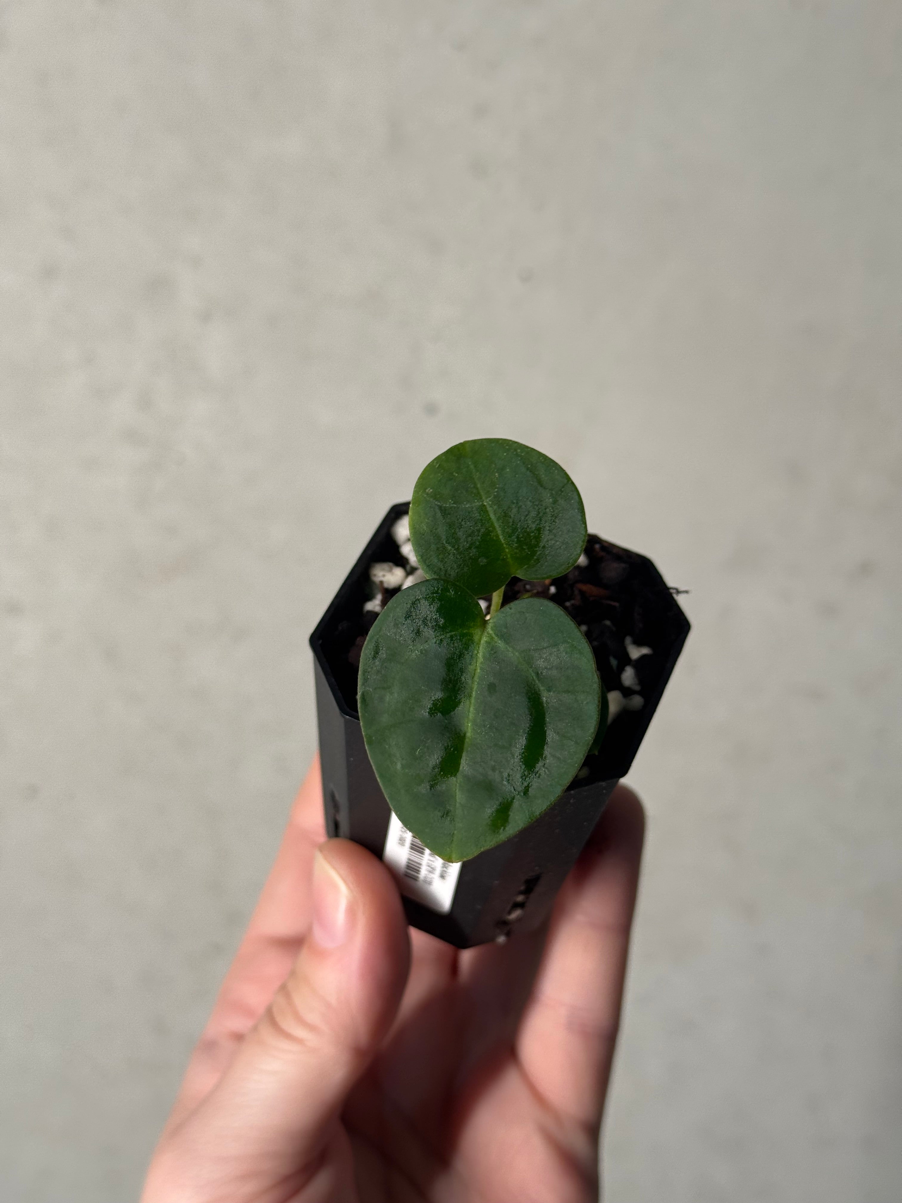 Anthurium Carlablackiae (RA5 x RA10) x ('Round' x GPH-001)