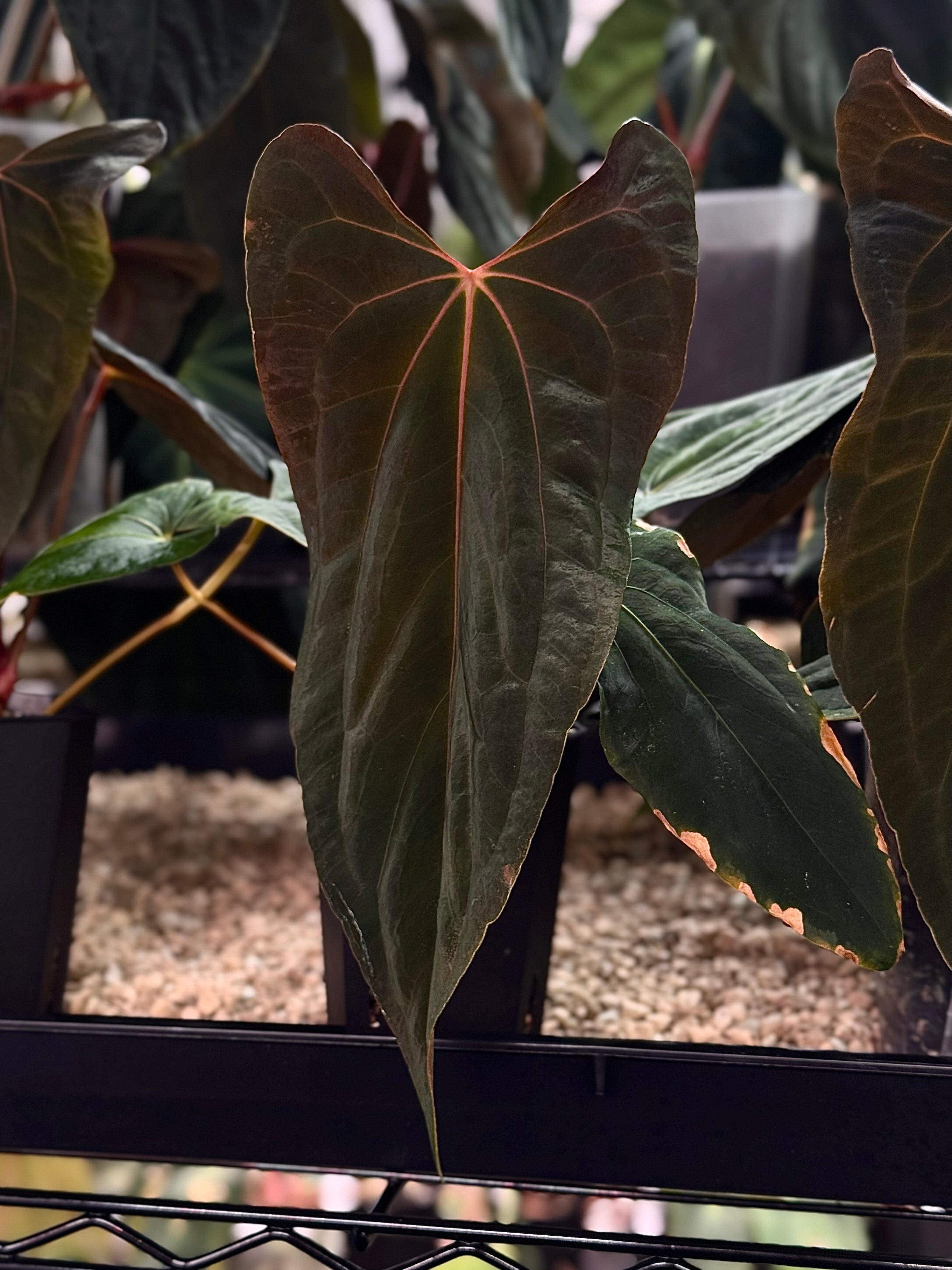 NFS: Anthurium FSxRL F2