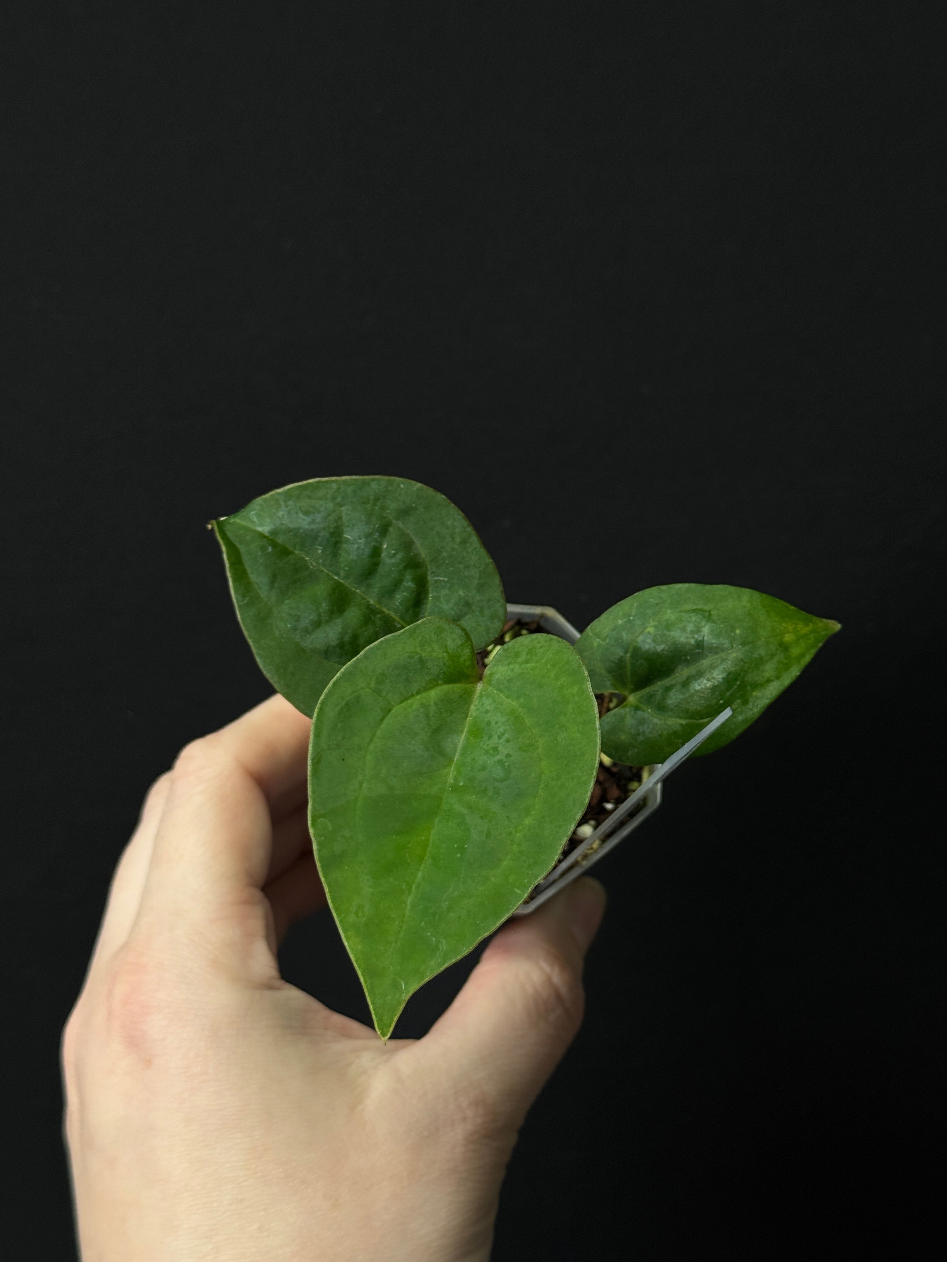 Anthurium November Sale - Various plants