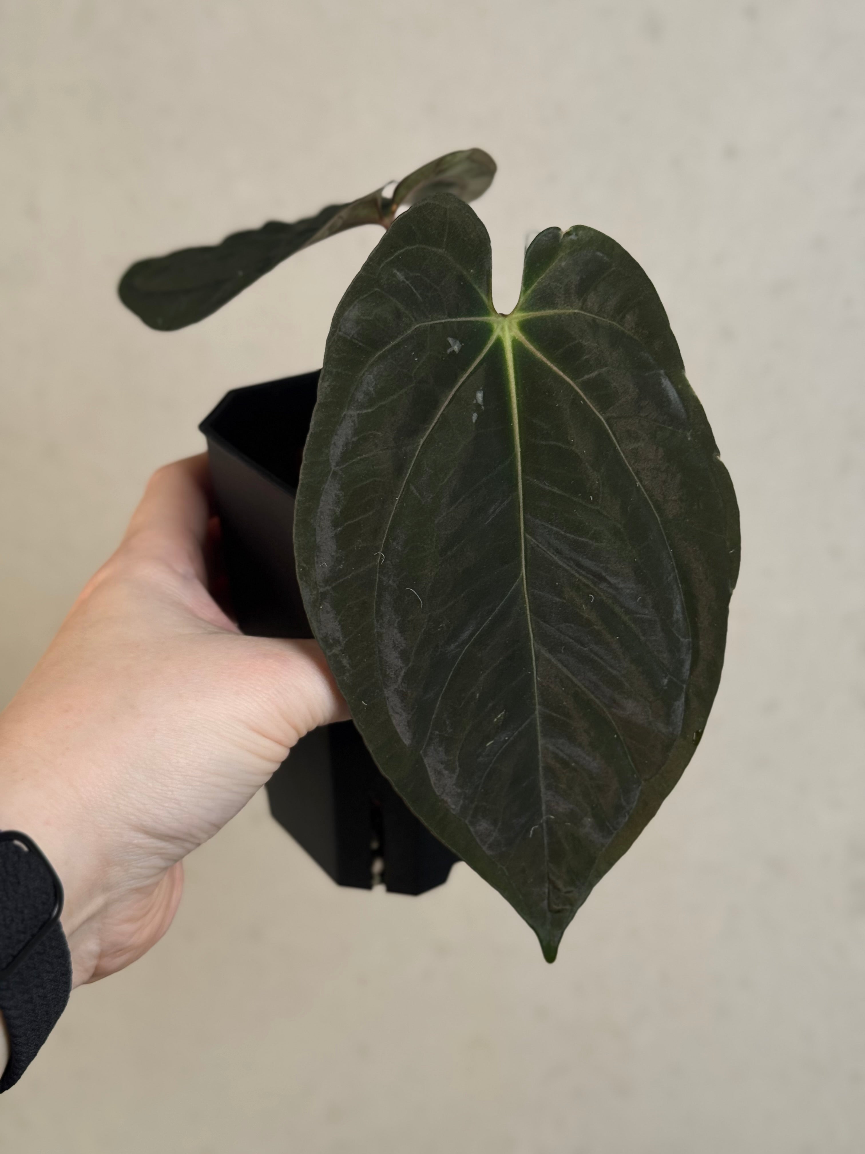 Anthurium Goliath x self
