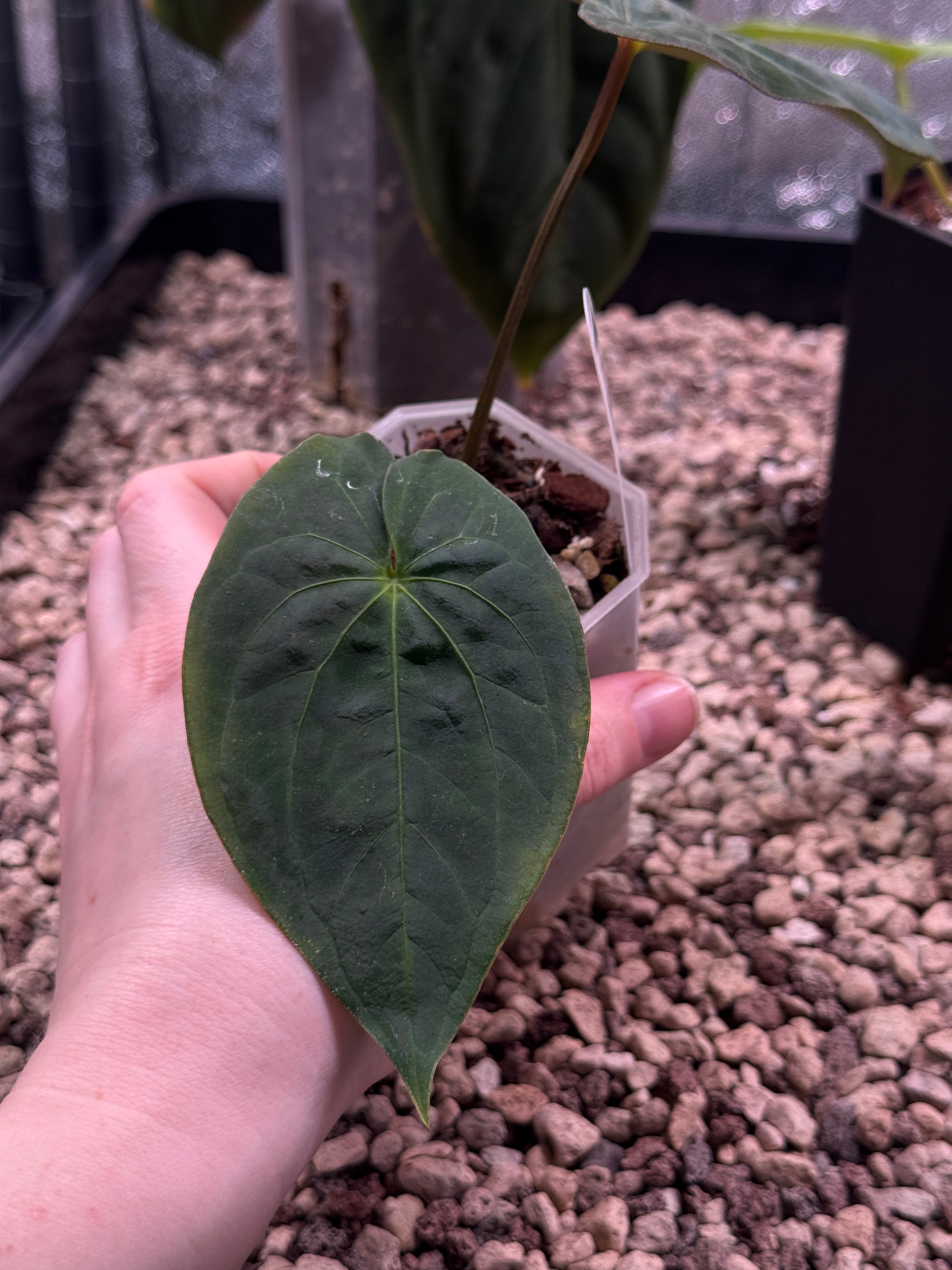 Anthurium Papillilaminum XOne