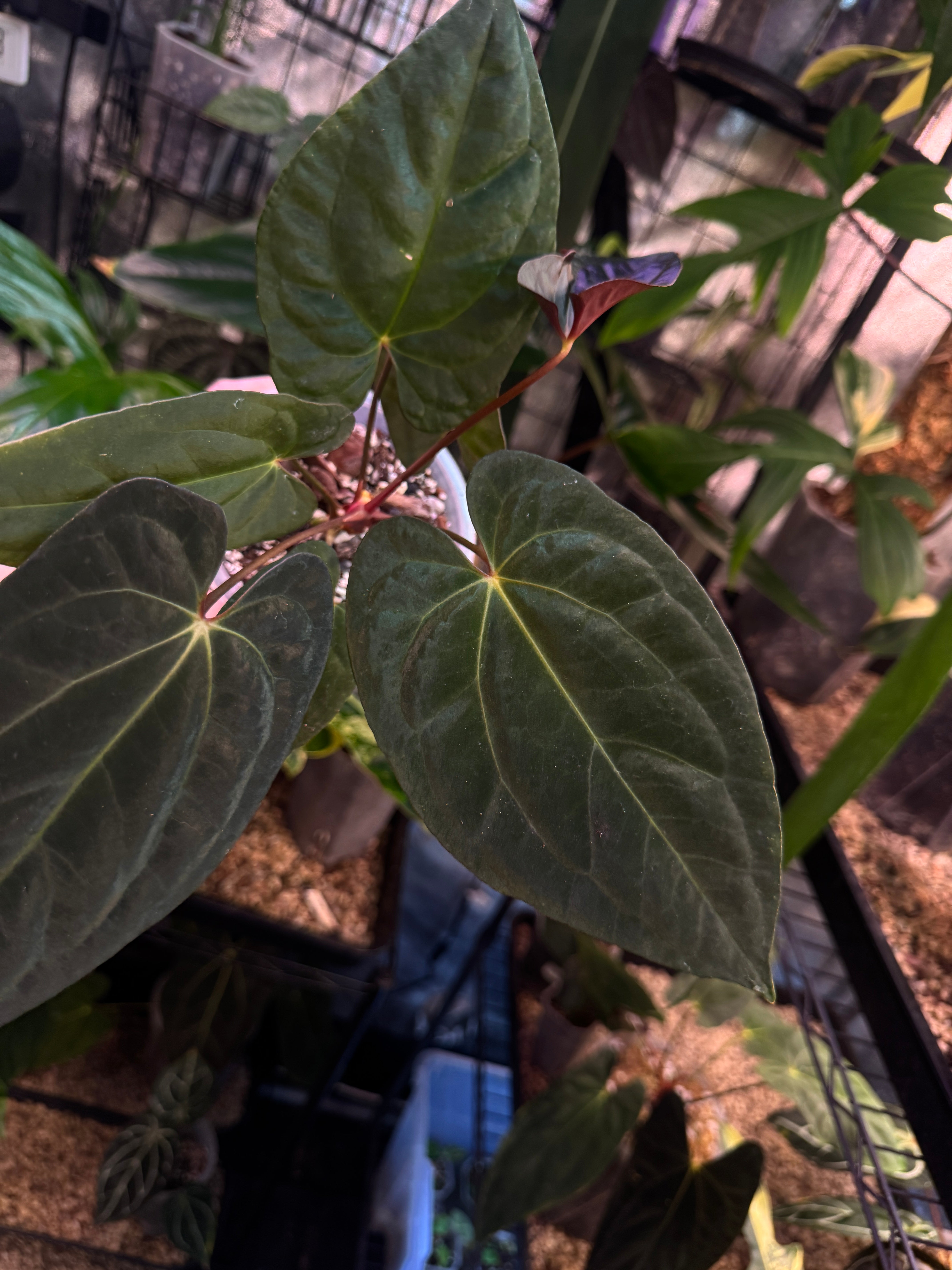 Anthurium Papillilaminum XOne