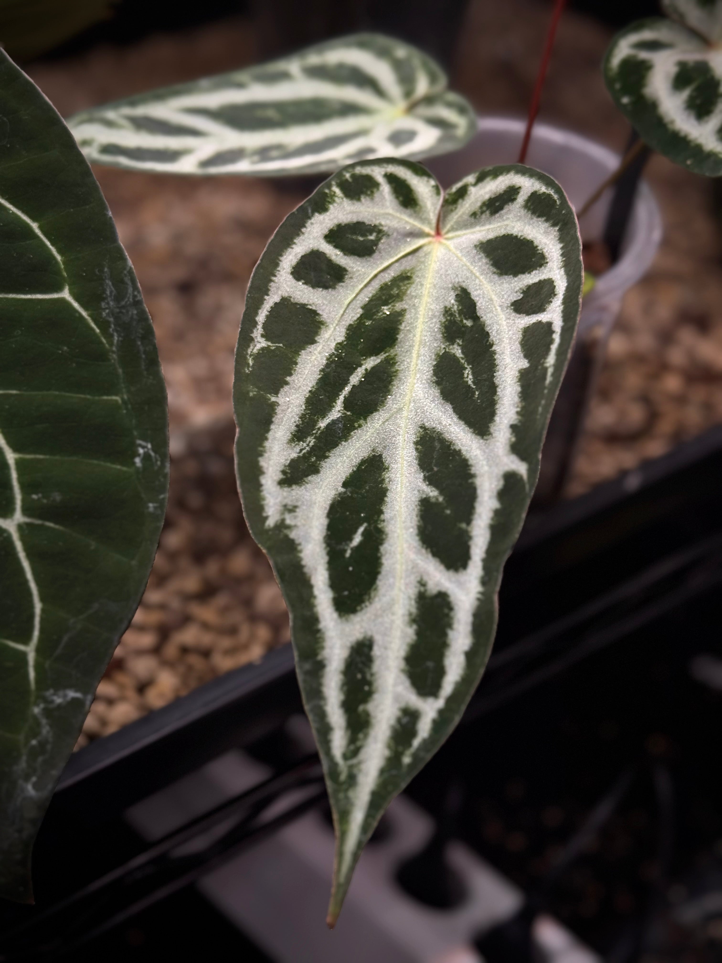 NFS: Anthurium Red Crystal Blush '2' x '1'