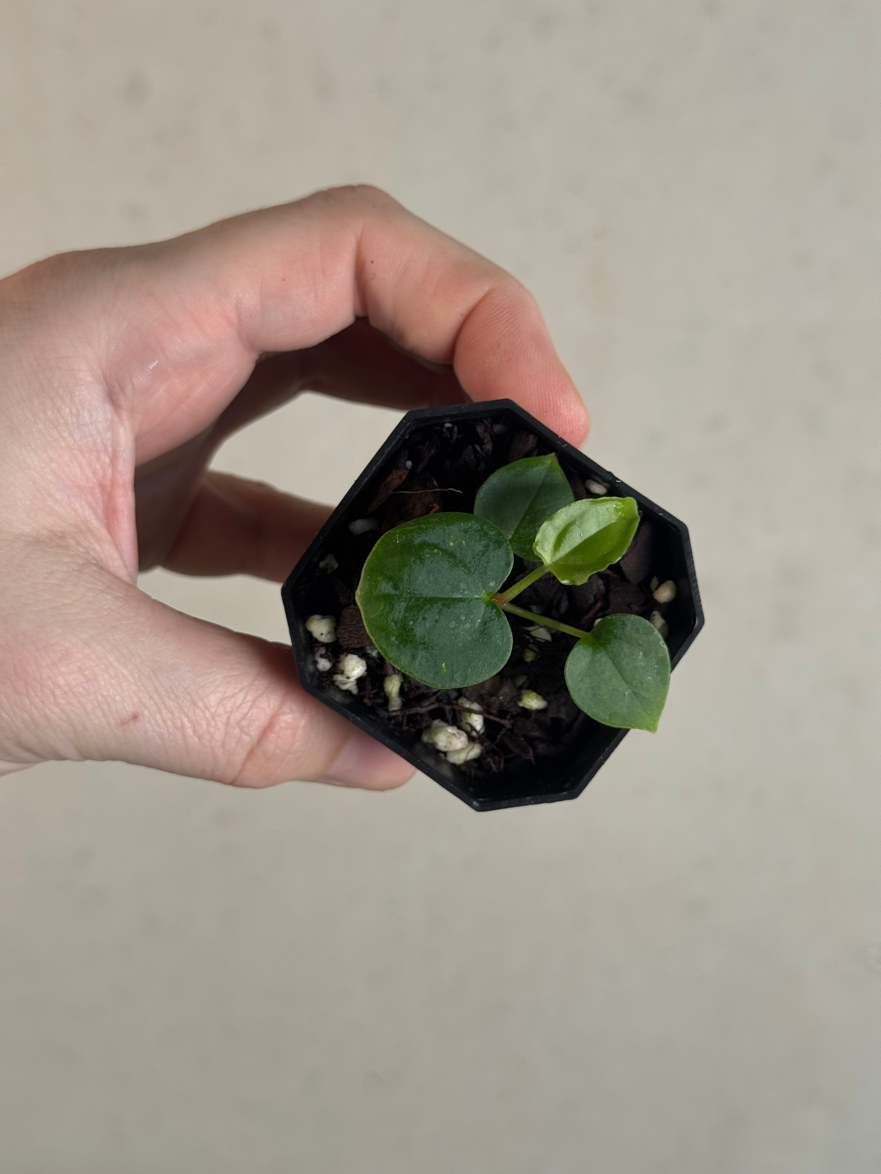 Anthurium Fort Sherman S1 x open