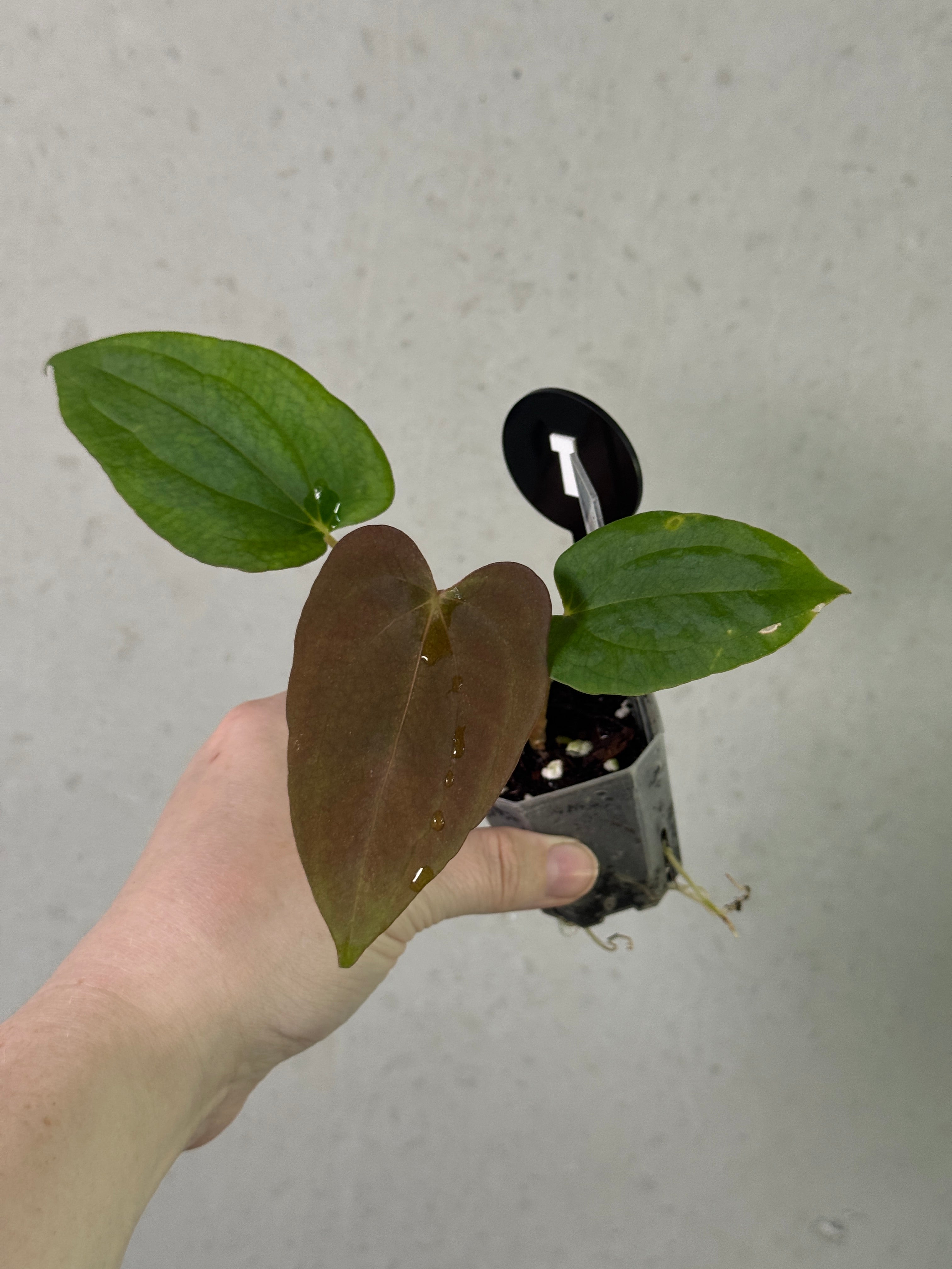 Anthurium BVEP 'Round' x 'Felix' and RLxFS 'Rouge' plants by Mathiux Aroid featuring vibrant green leaves and reddish flowers.