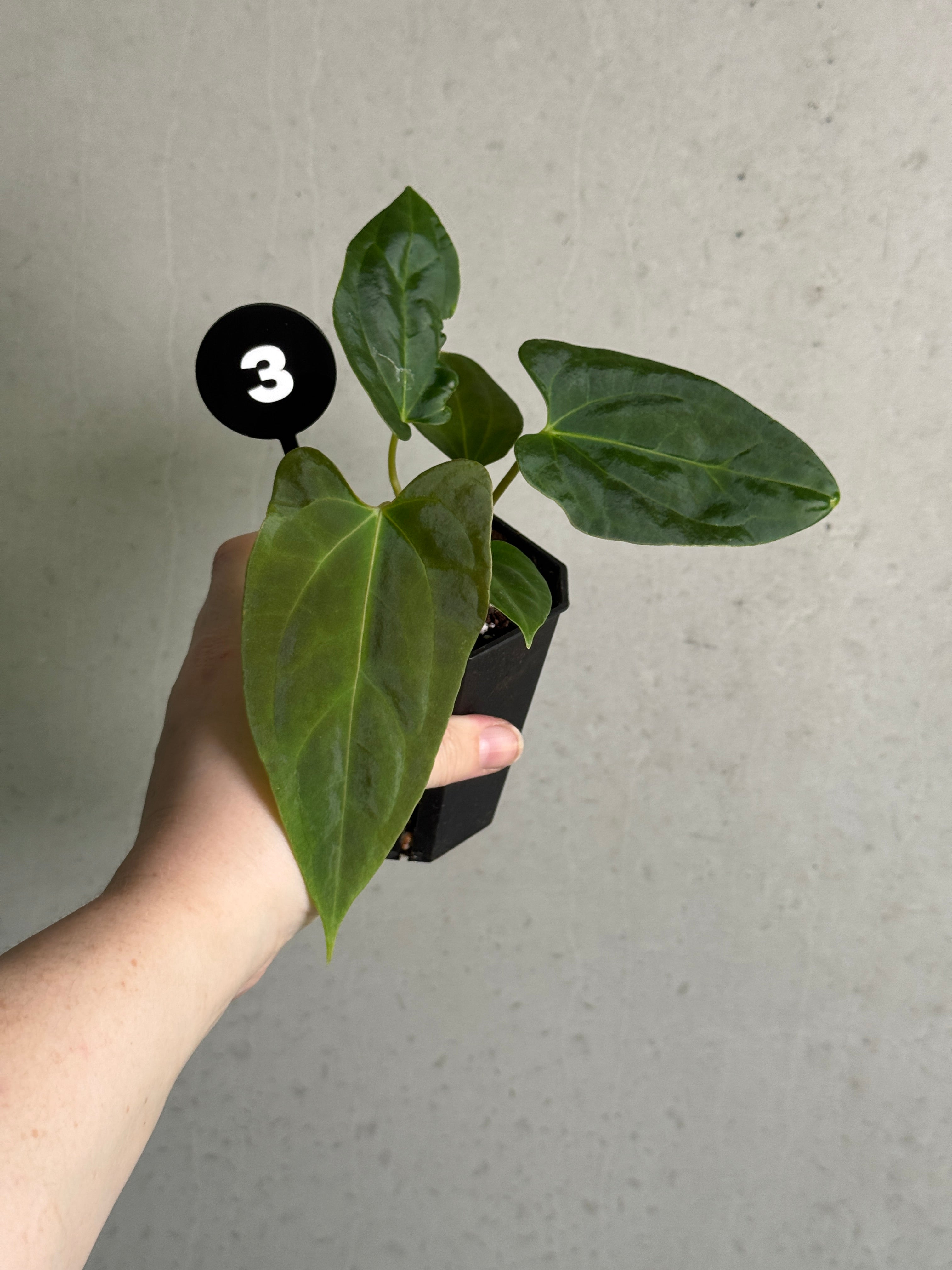 SMUKHI Anthurium plant with glossy green leaves and vibrant red flowers, blending papillilaminum and blackia varieties.