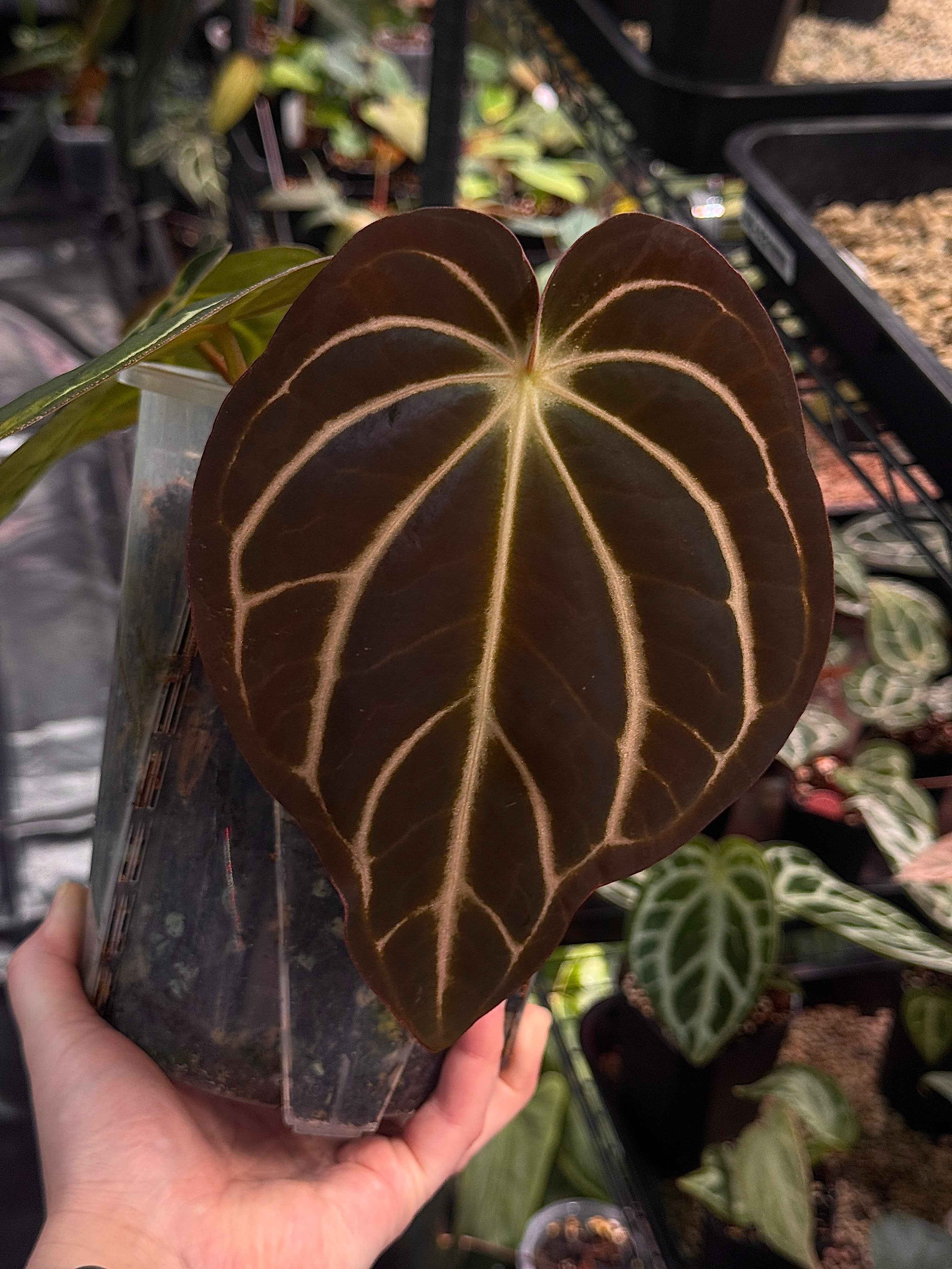 Private Collection NFS Anthurium Carlablackiae plant with dark green leaves and vibrant blackish-red spathes, potted in a nursery setting.