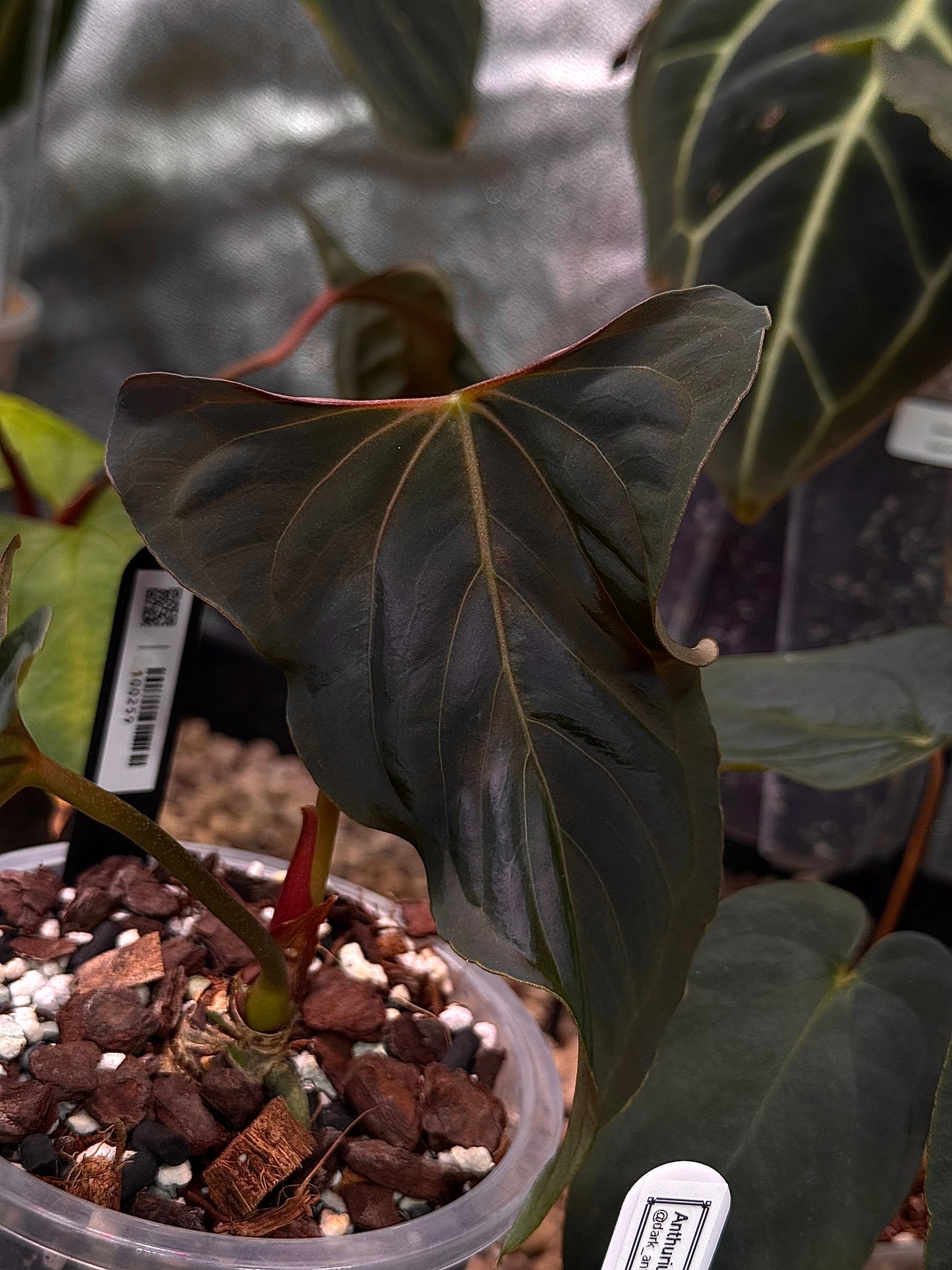 Anthurium Ralph Lynam x self - Clone(s)