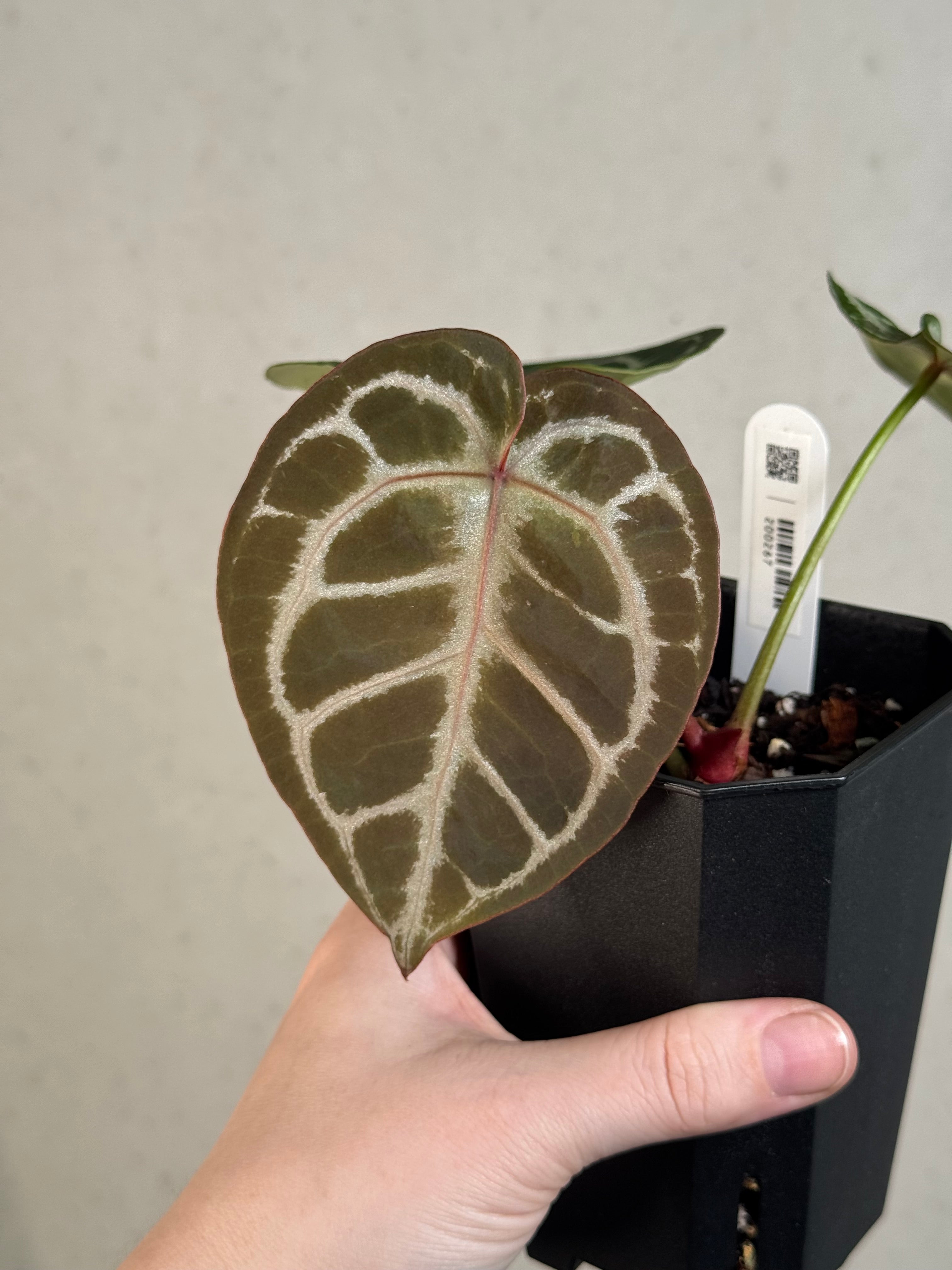Anthurium (HU x Red Crystallinum) x self