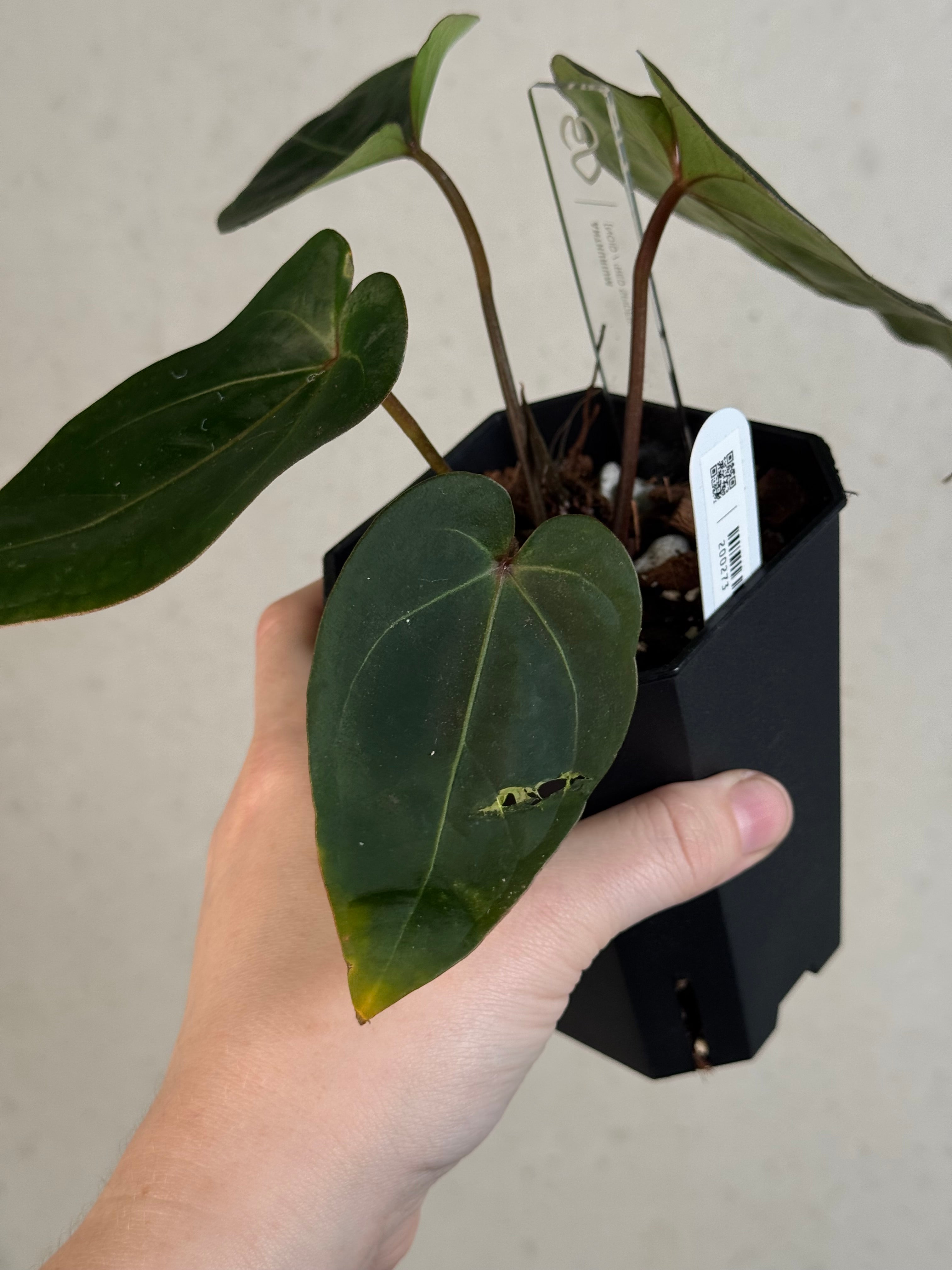Anthurium noID / ‘Red Spider’ hybrid