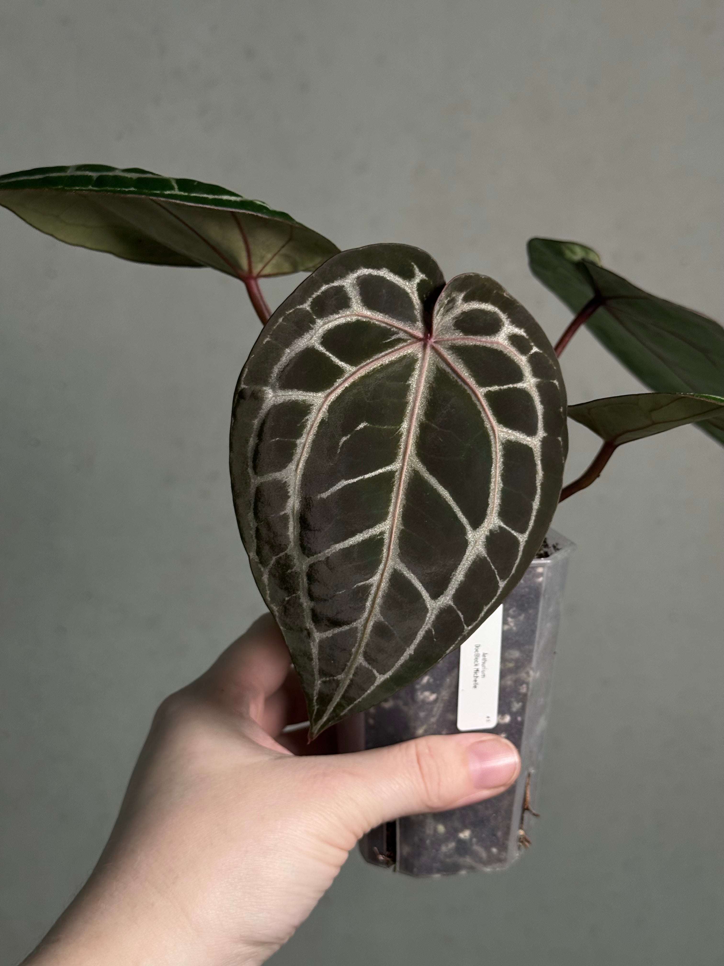 Anthurium Michelle | SMUKHI