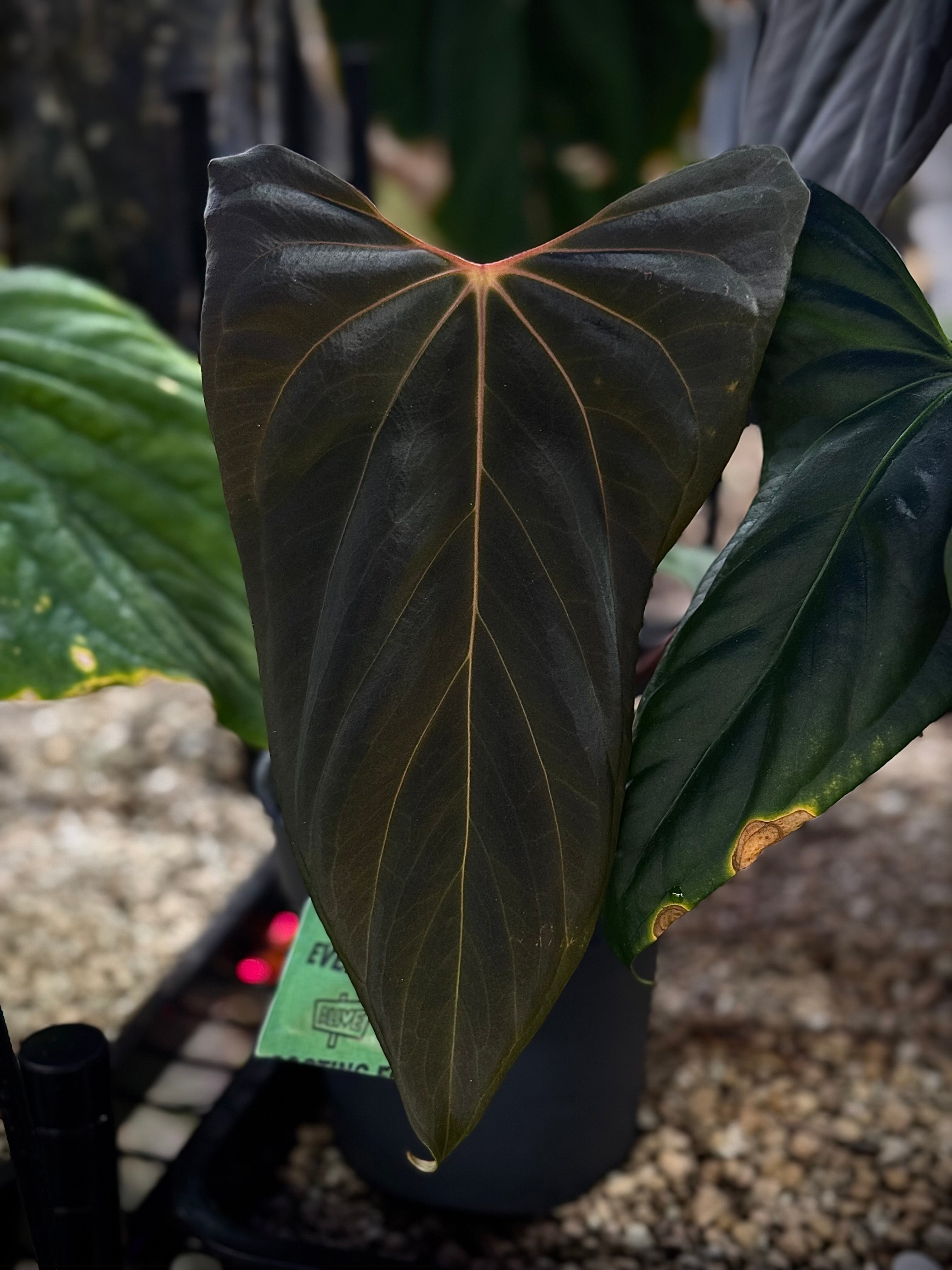 NFS: Anthurium (Ralph Lynam x Fort Sherman Wide) x Mr. Worldwide