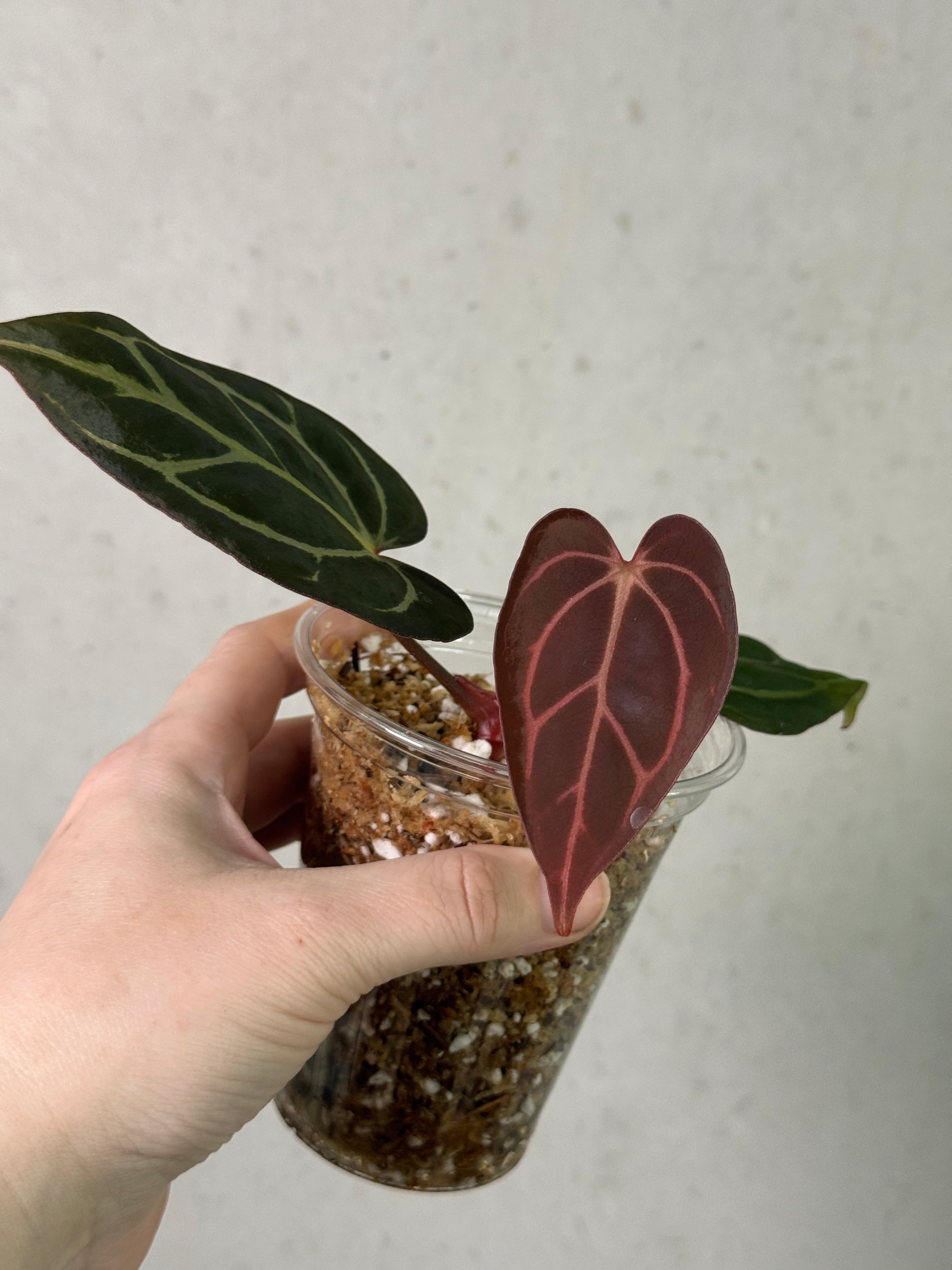 Anthurium Carlablackiae SS x RA10 plant clone with dark, glossy leaves and vibrant spathes, displayed in a garden setting.