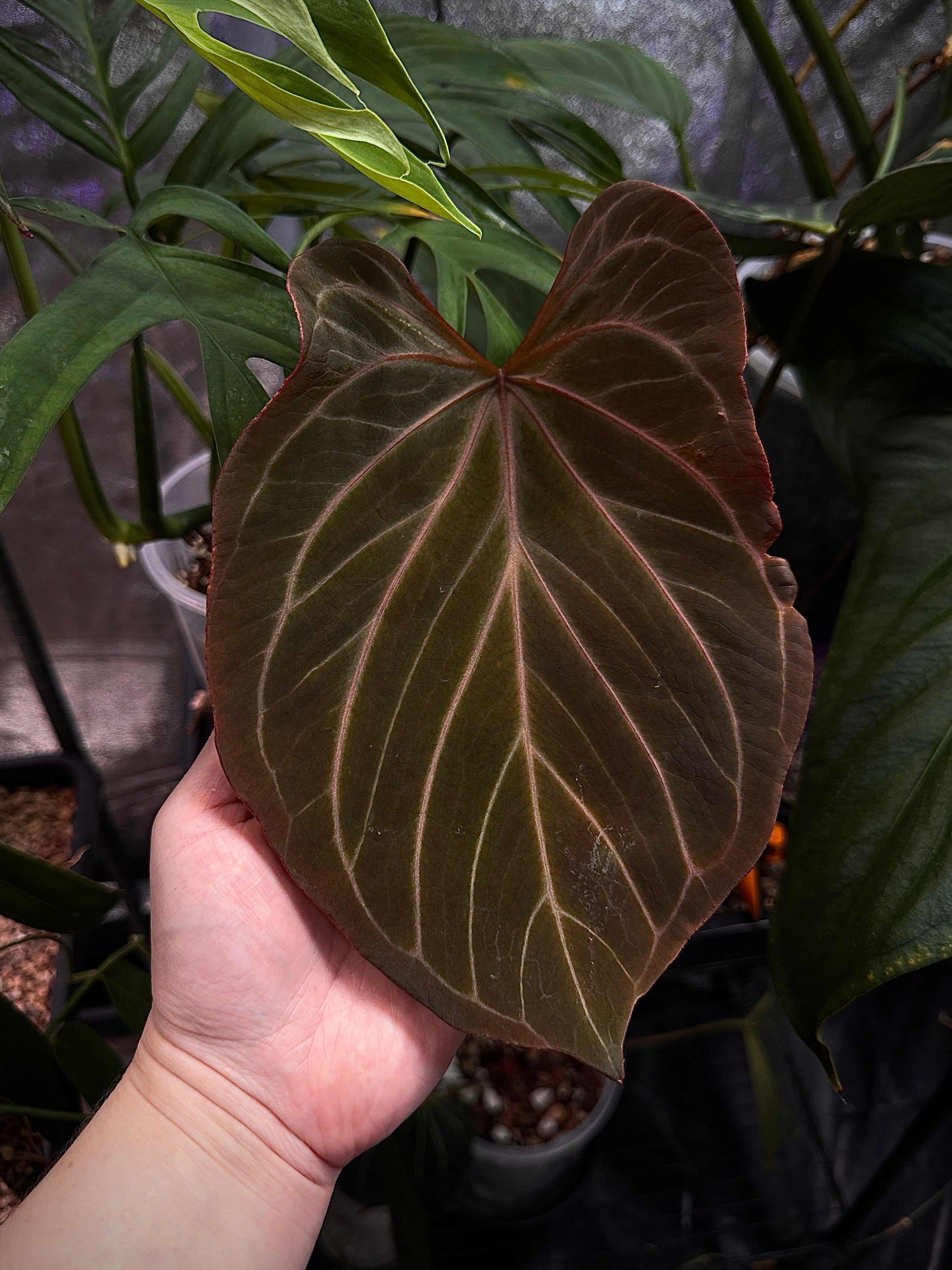 Private Collection NFS Anthurium HU plant with glossy green leaves and vibrant red flowers, indoor houseplant.