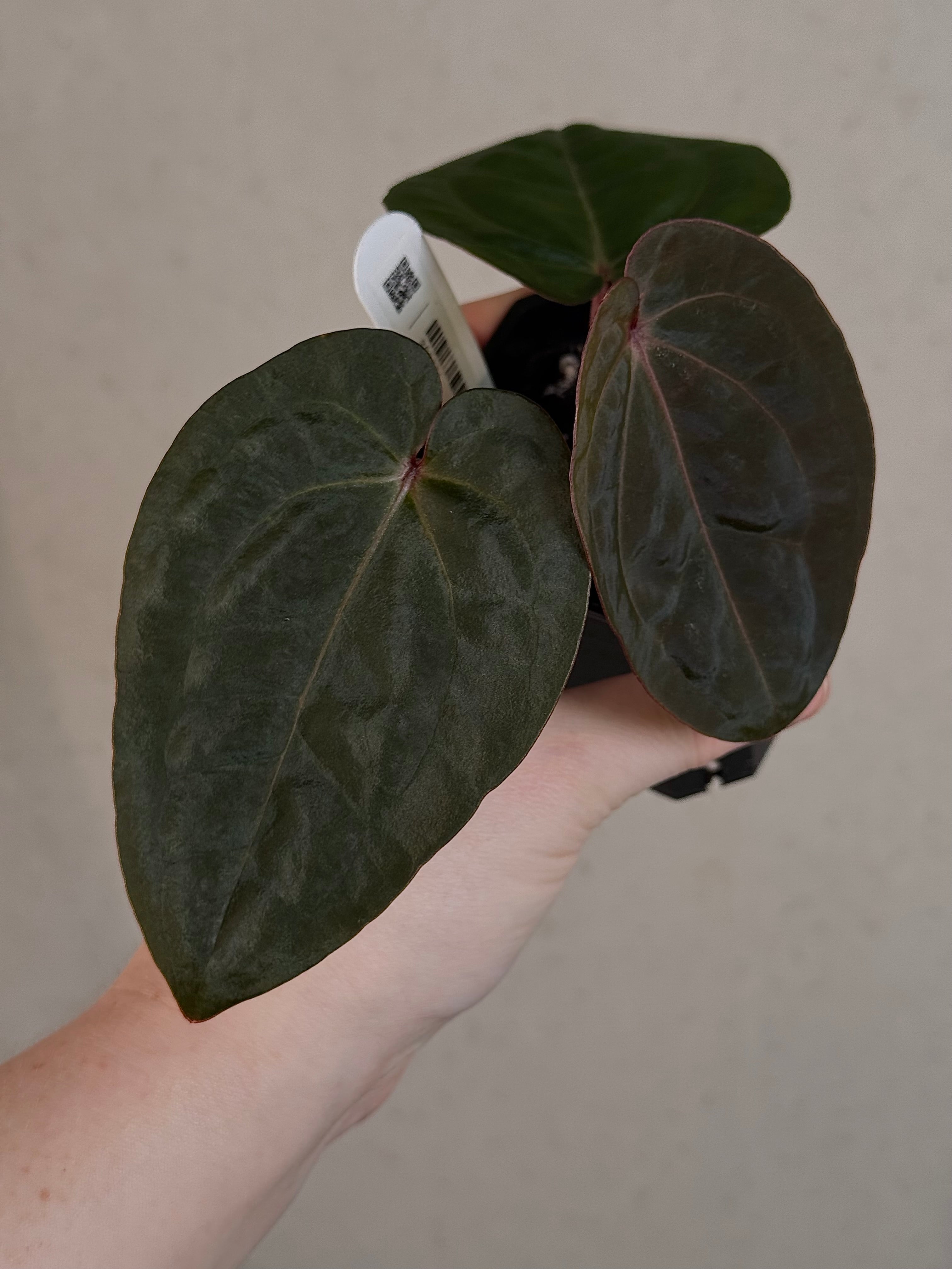 Anthurium ‘Blood Moon’ - Clone