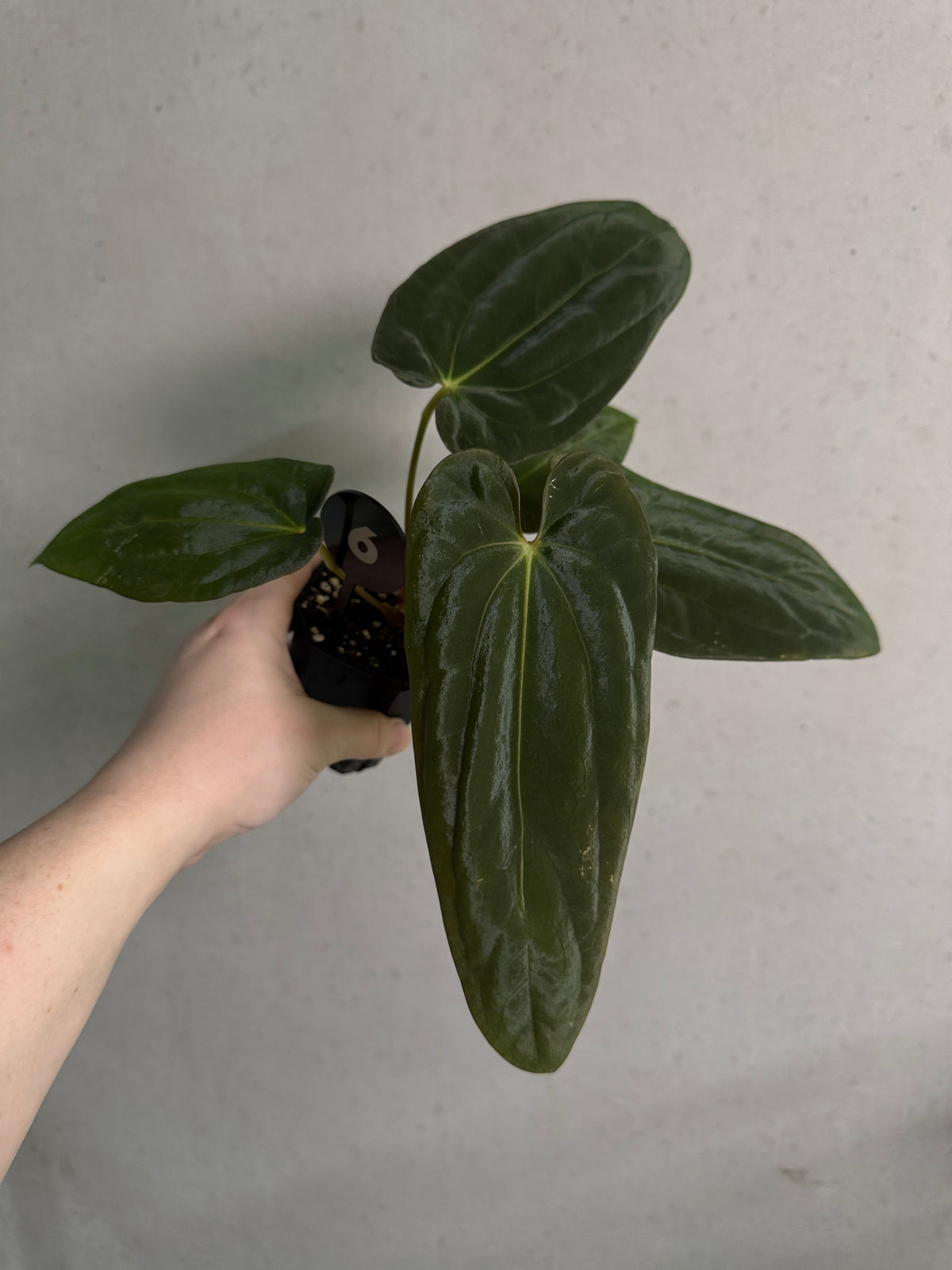 Healthy Anthurium Papillilaminum Ree Gardens x BVEP plant with glossy green leaves, displayed in a decorative pot.