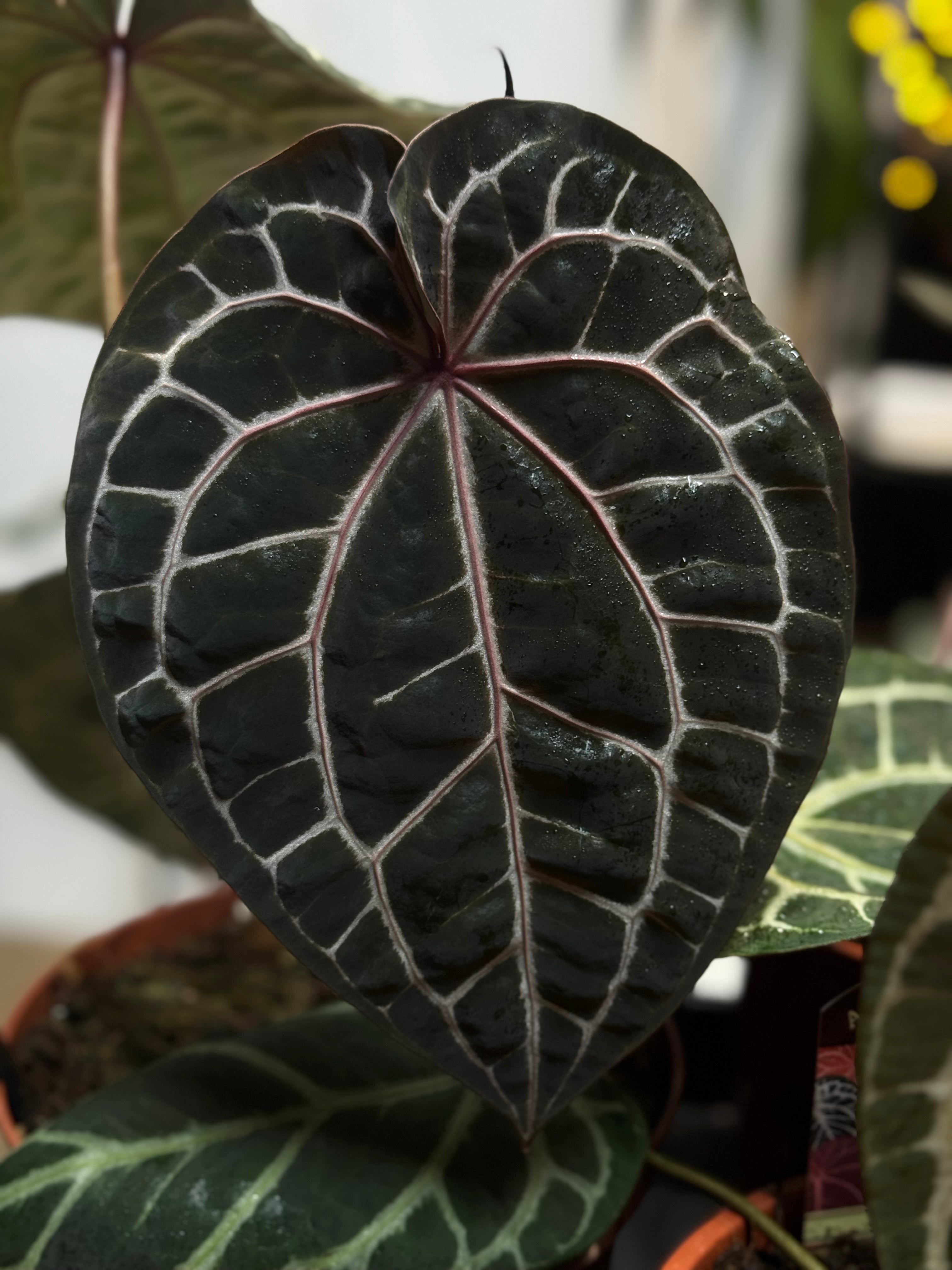 NFS: Anthurium noID / Lost Tag