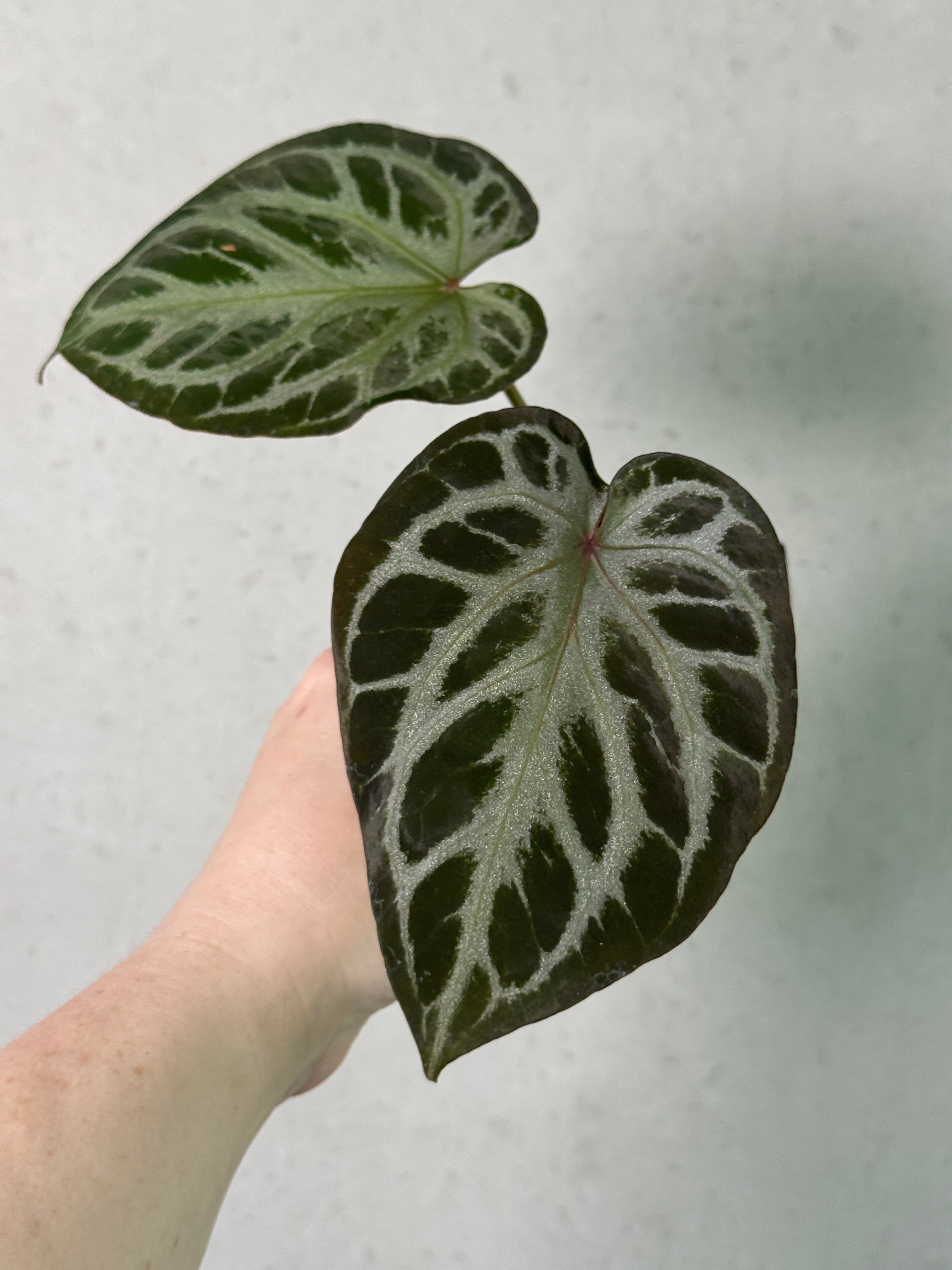 Close-up of SMUKHI Anthurium Red Crystal Blush plant with vibrant red flowers and glossy green leaves.