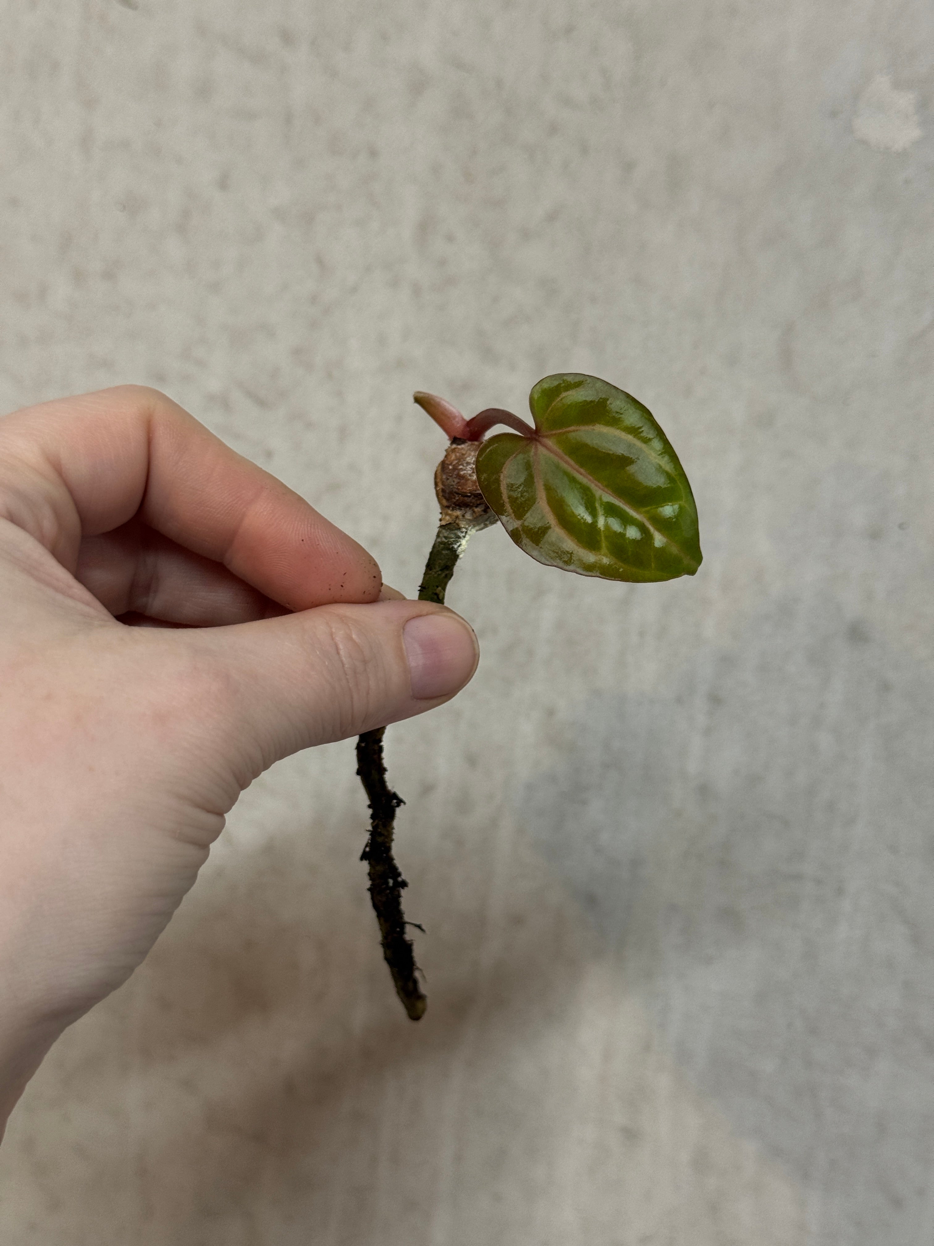 Anthurium Carlablackiae SS x RA10 - Clone - Pre-order