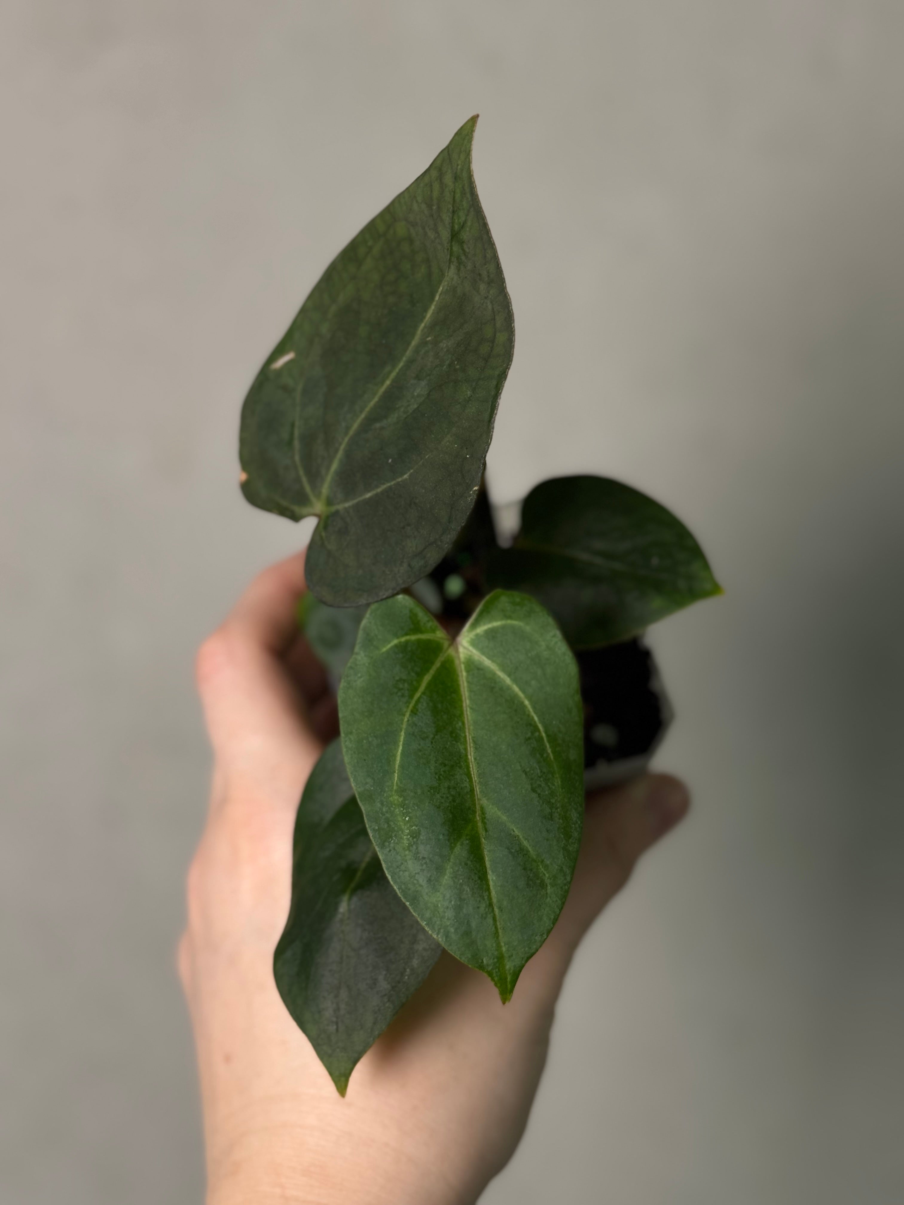 Anthurium Carlablackiae ('Round' x GPH-001) x Portillae 'Dorito'
