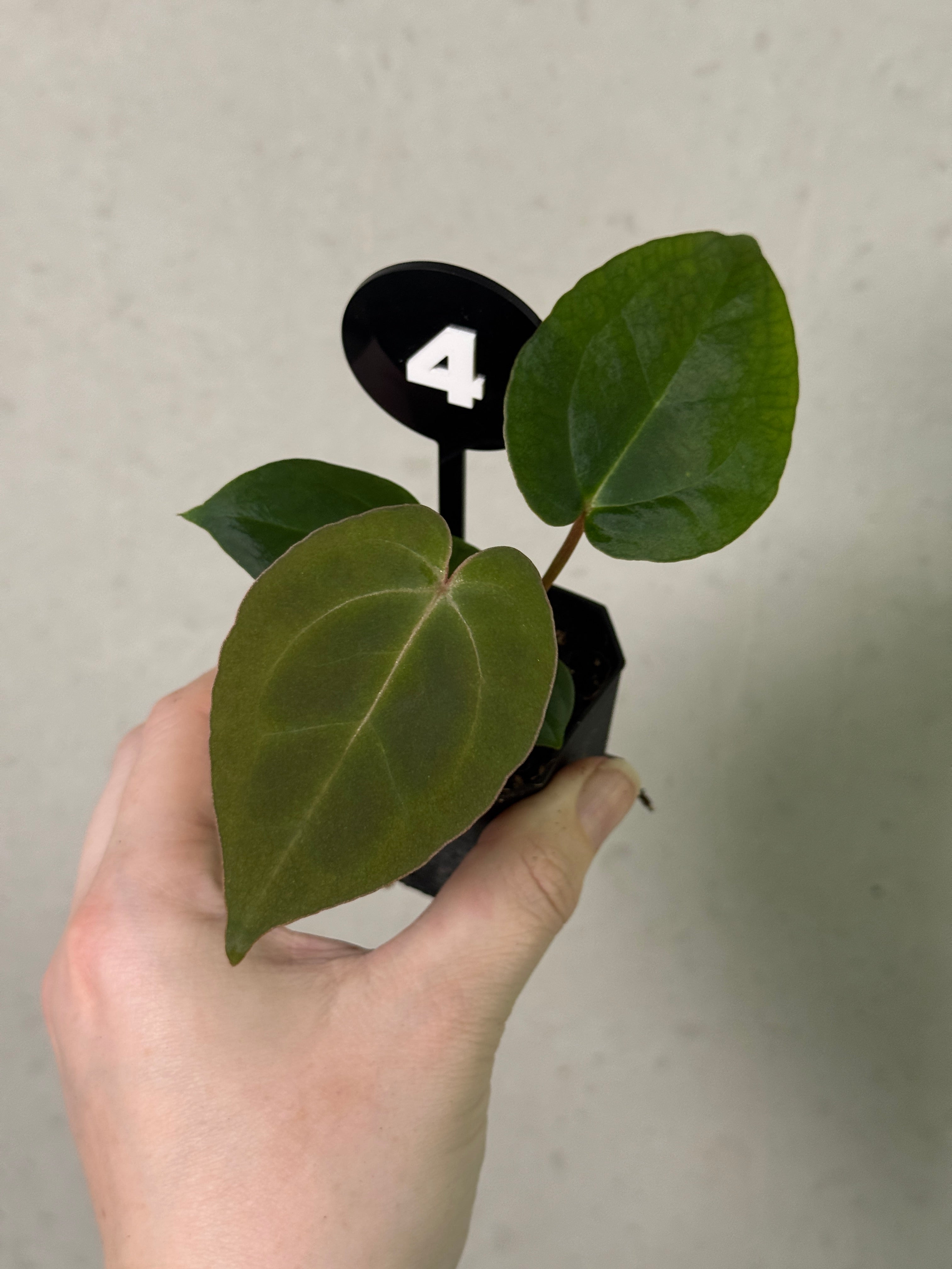 Anthurium Michelle x (?)