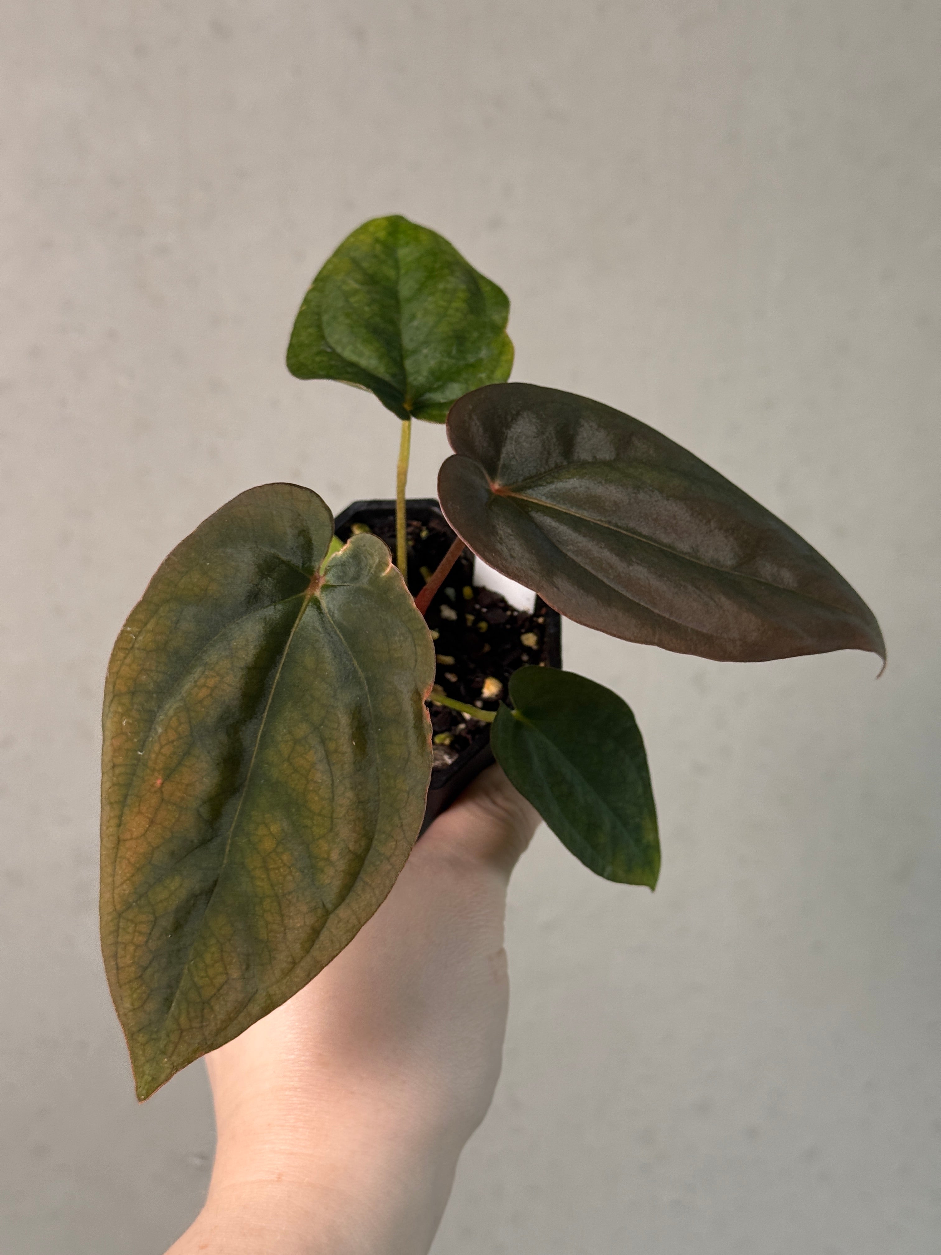 Anthurium BVEP 'Round' x 'Felix' - Clone