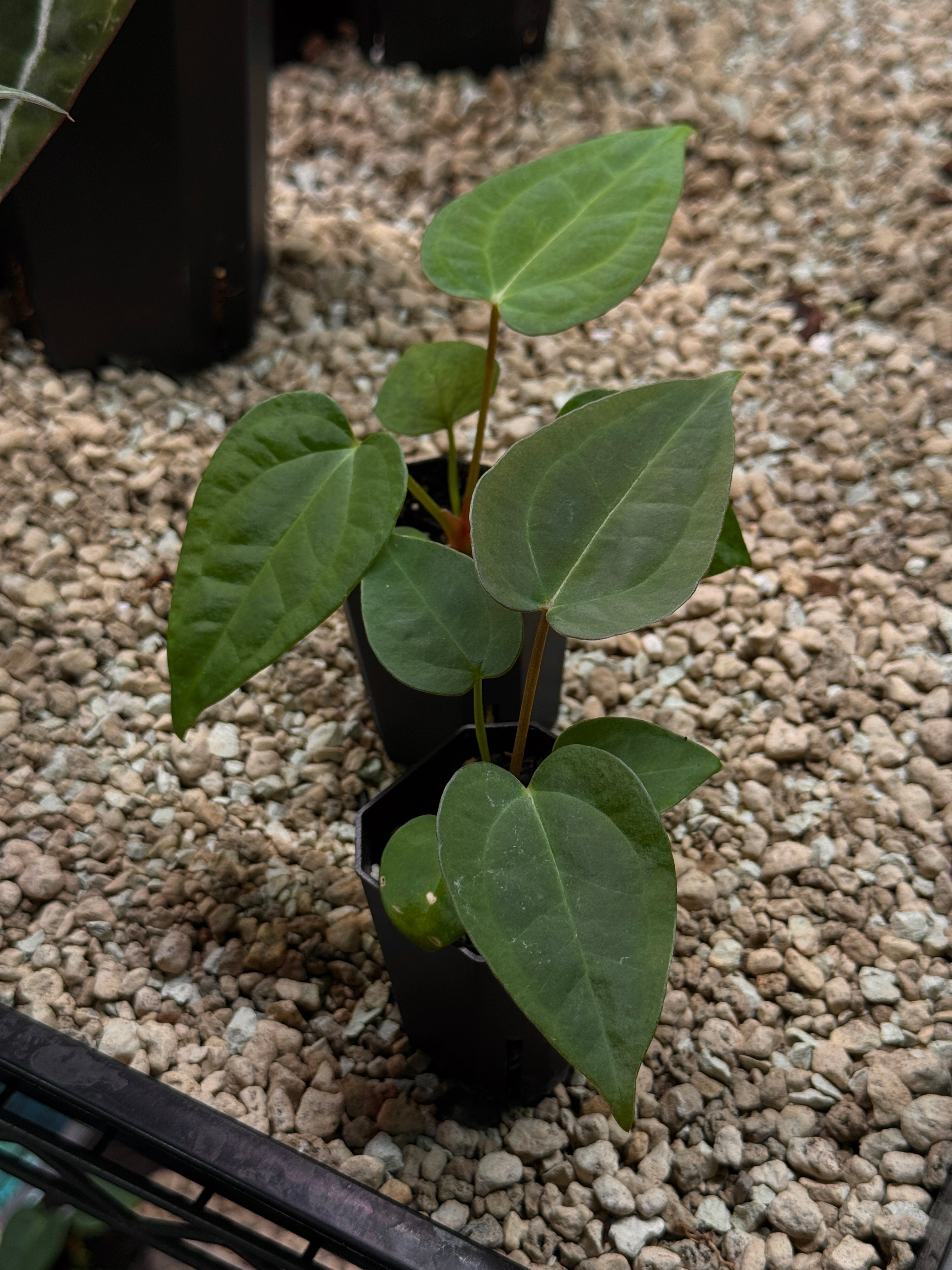 Anthurium (Goliath x Dark Phoenix) x Michelle