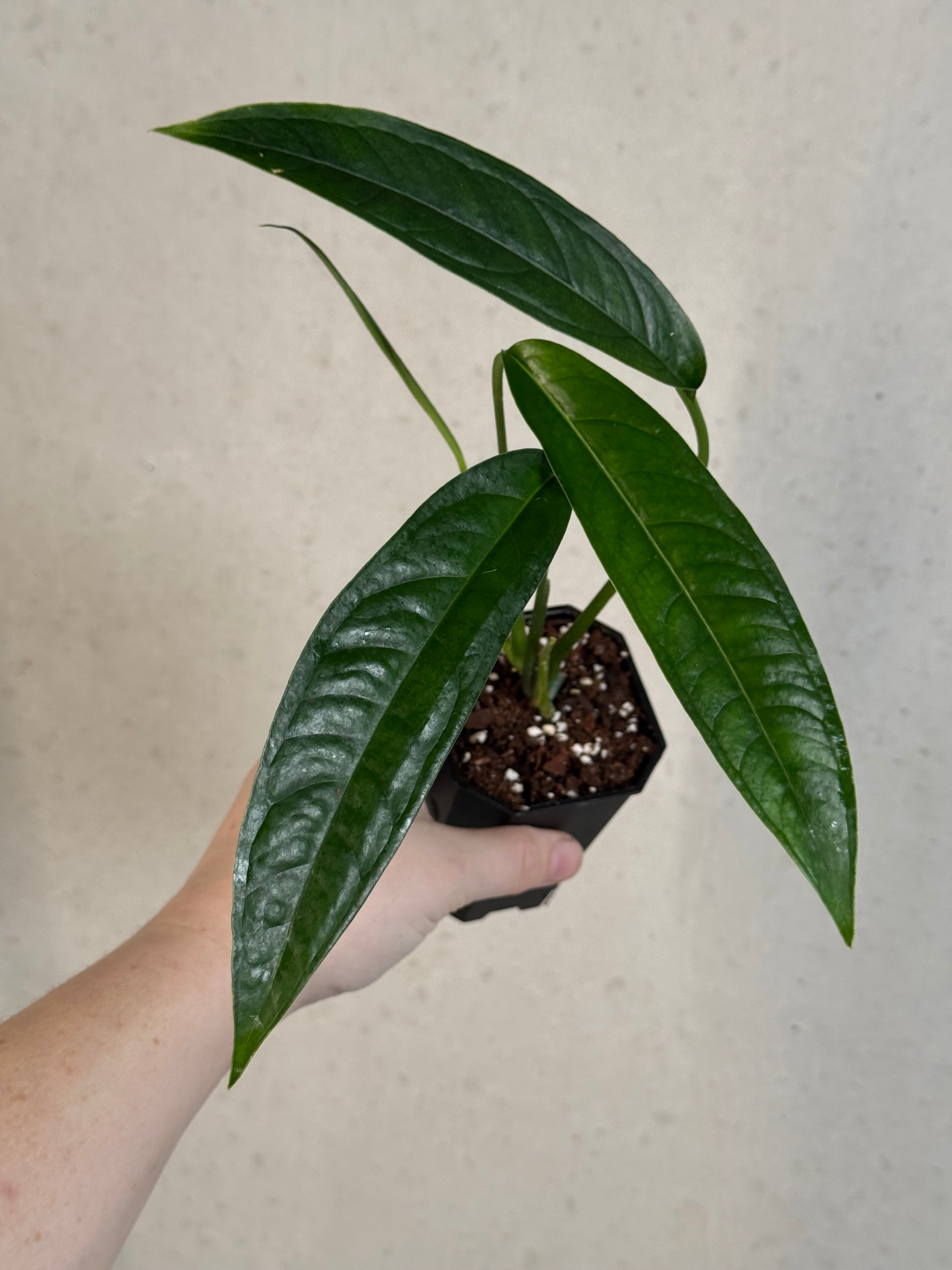 Monstera aff. Obliqua Yasuni