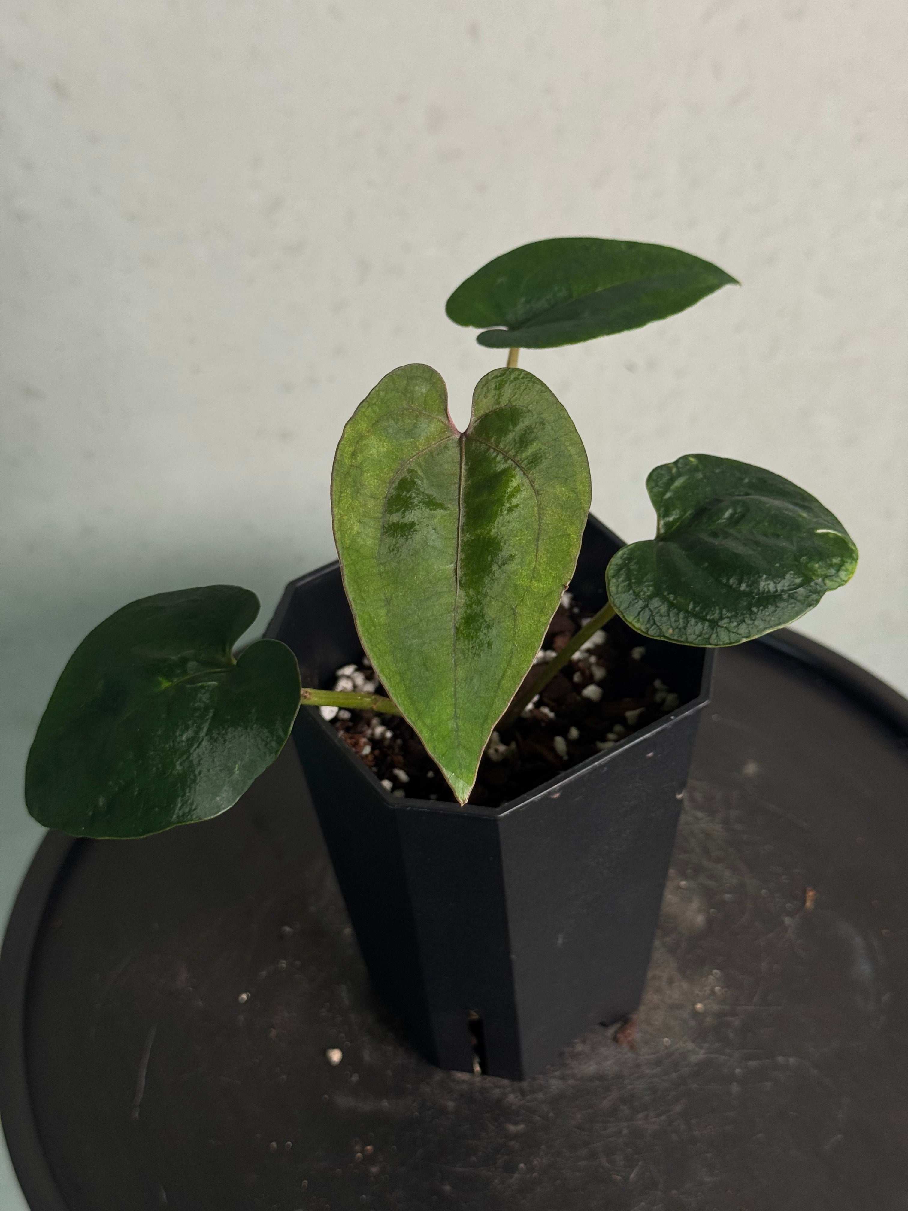 Anthurium Ace Of Spades Dark Form F1 (SKG)