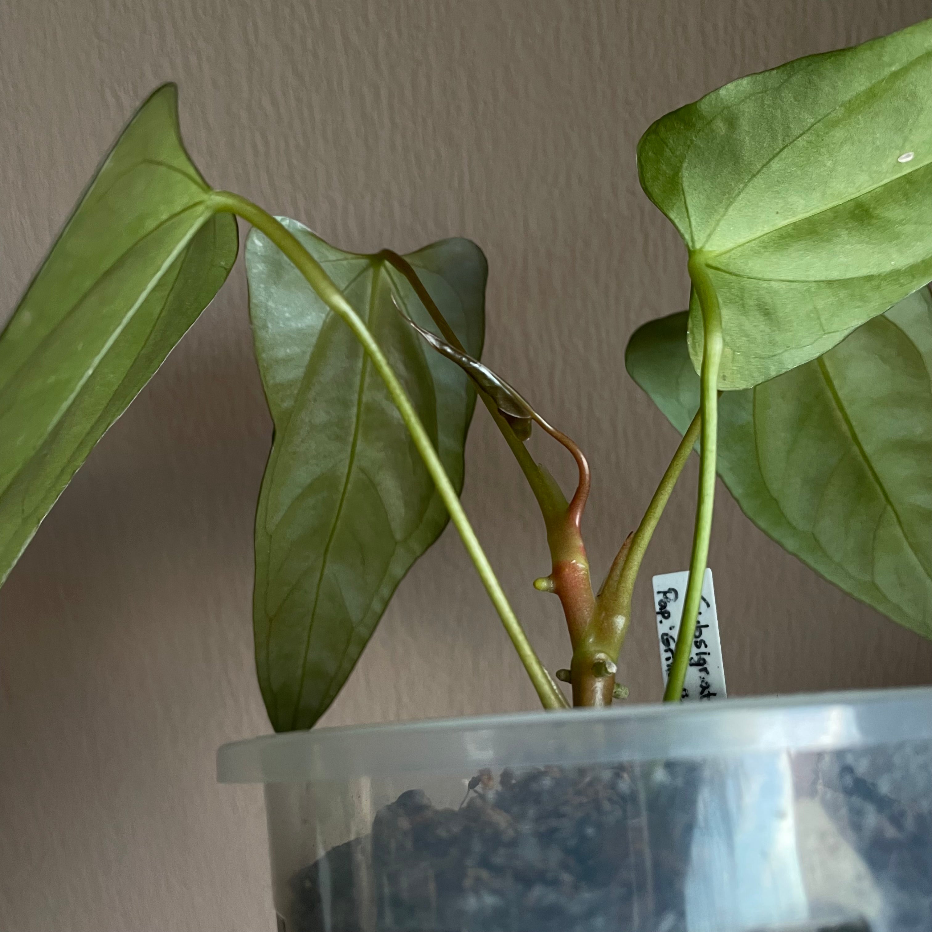 Anthurium - Various plants